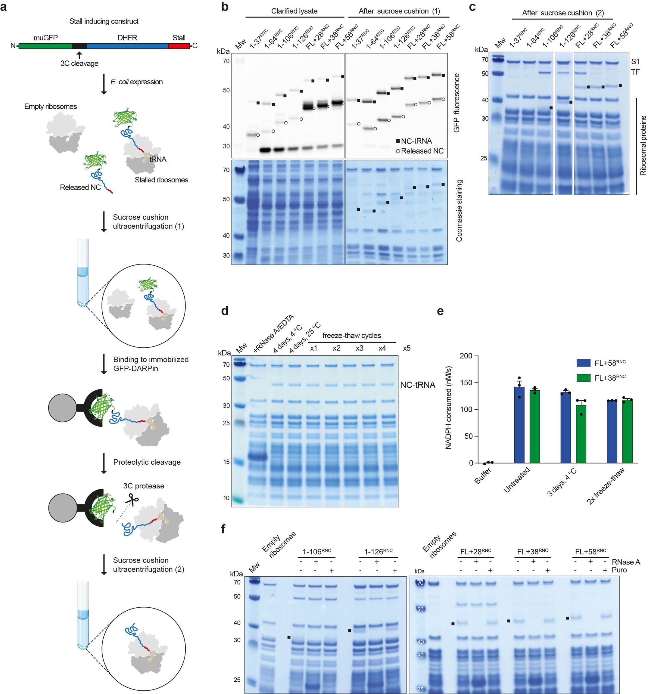 Extended Data Fig. 1: Preparation and quality control of stalled ribosome:nascent chain complexes (RNCs).