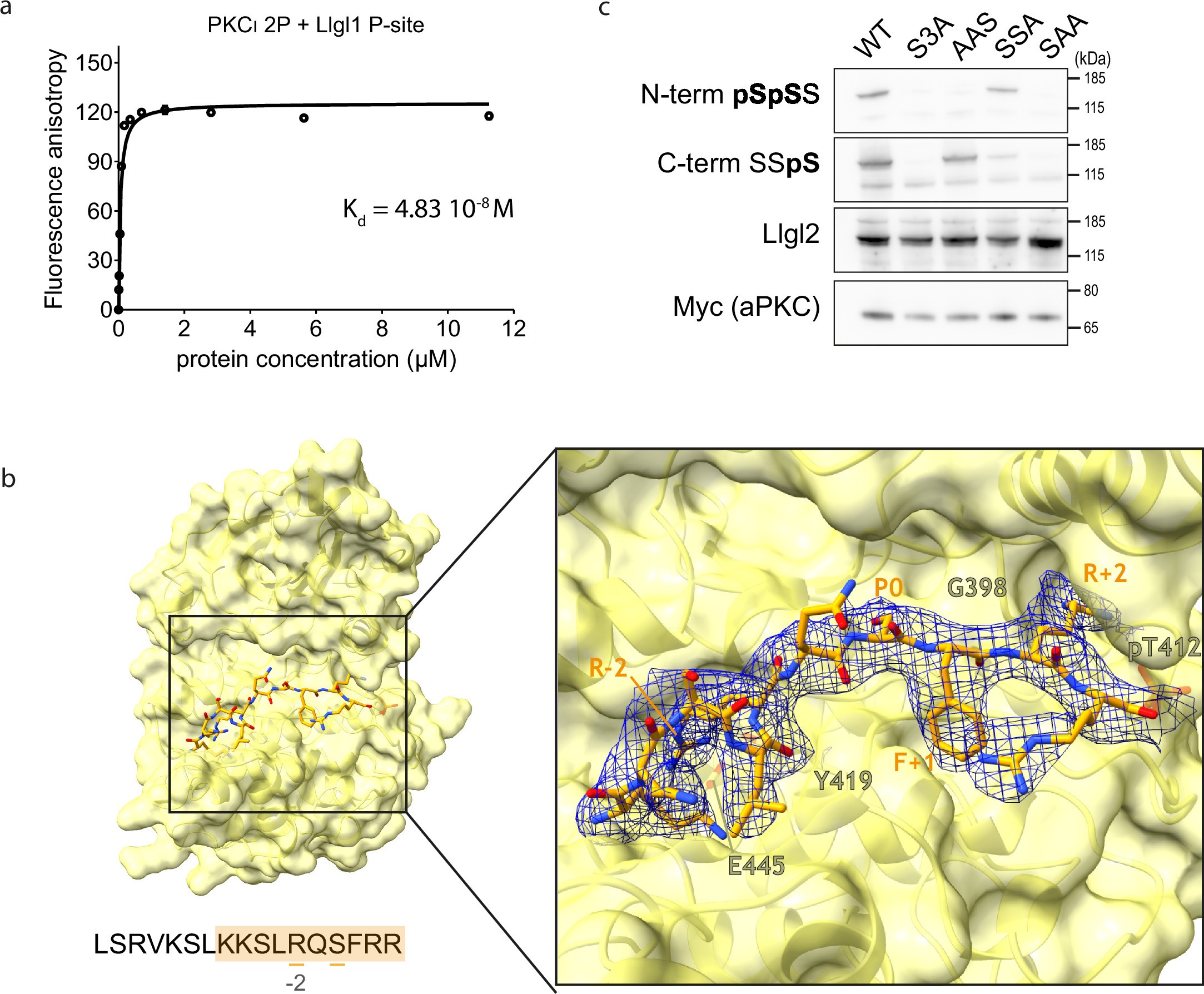Extended Data Fig. 2: Multisite phosphorylation of Lgl.