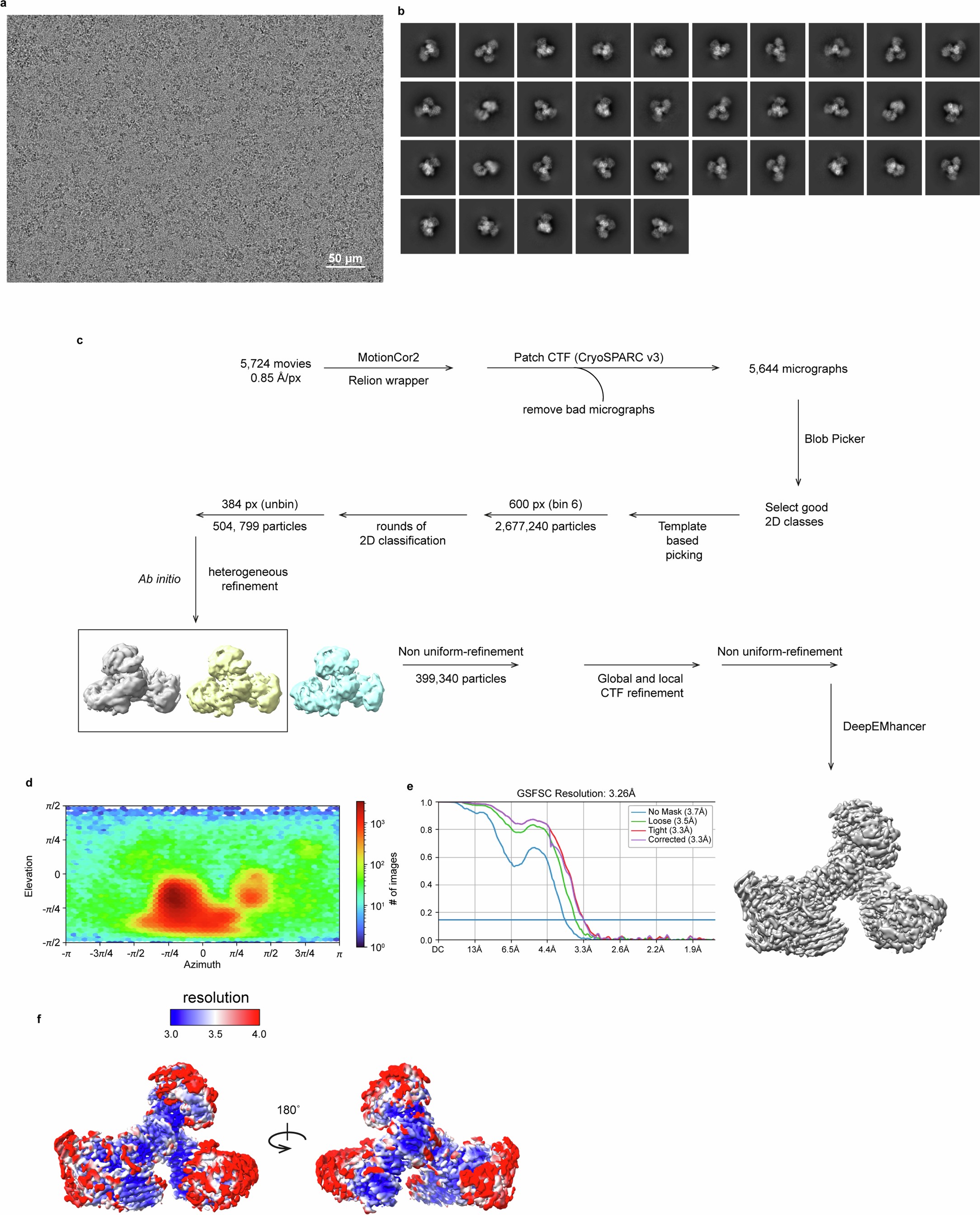 Extended Data Fig. 6: Cryo-EM structure determination of the AP5βtrunk-SPG11-SPG15 complex.