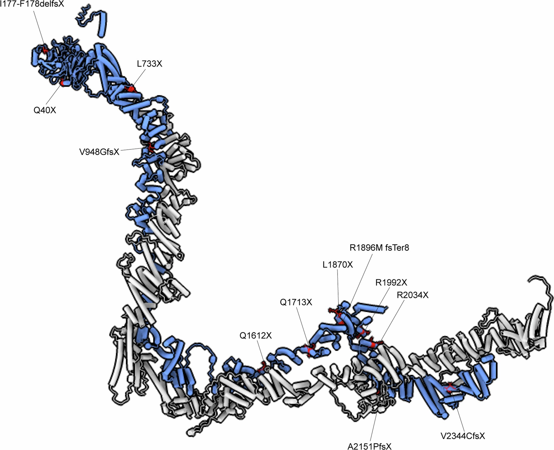 Extended Data Fig. 8: SPG11 mutations associated with spastic paraplegia mapped onto the SPG11-SPG15 structure.