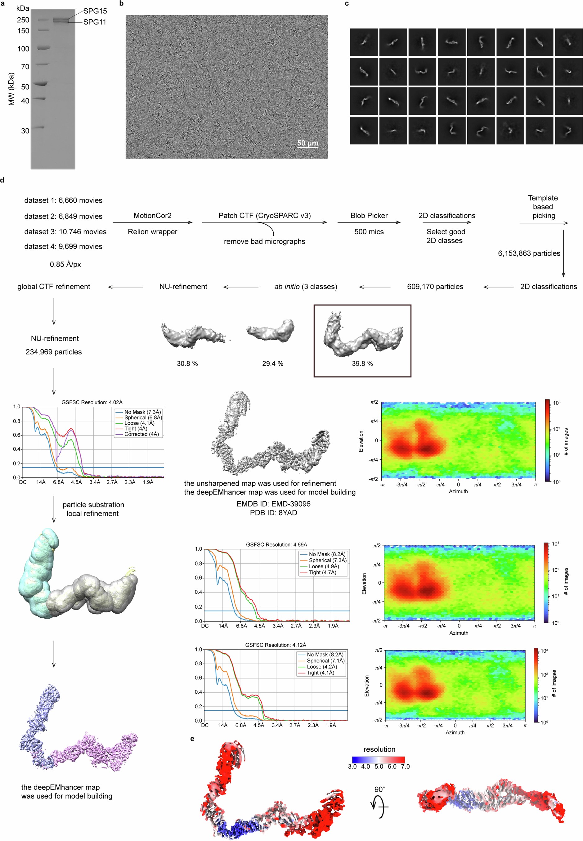 Extended Data Fig. 2: Overview of cryo-EM processing of human SPG11-SPG15.
