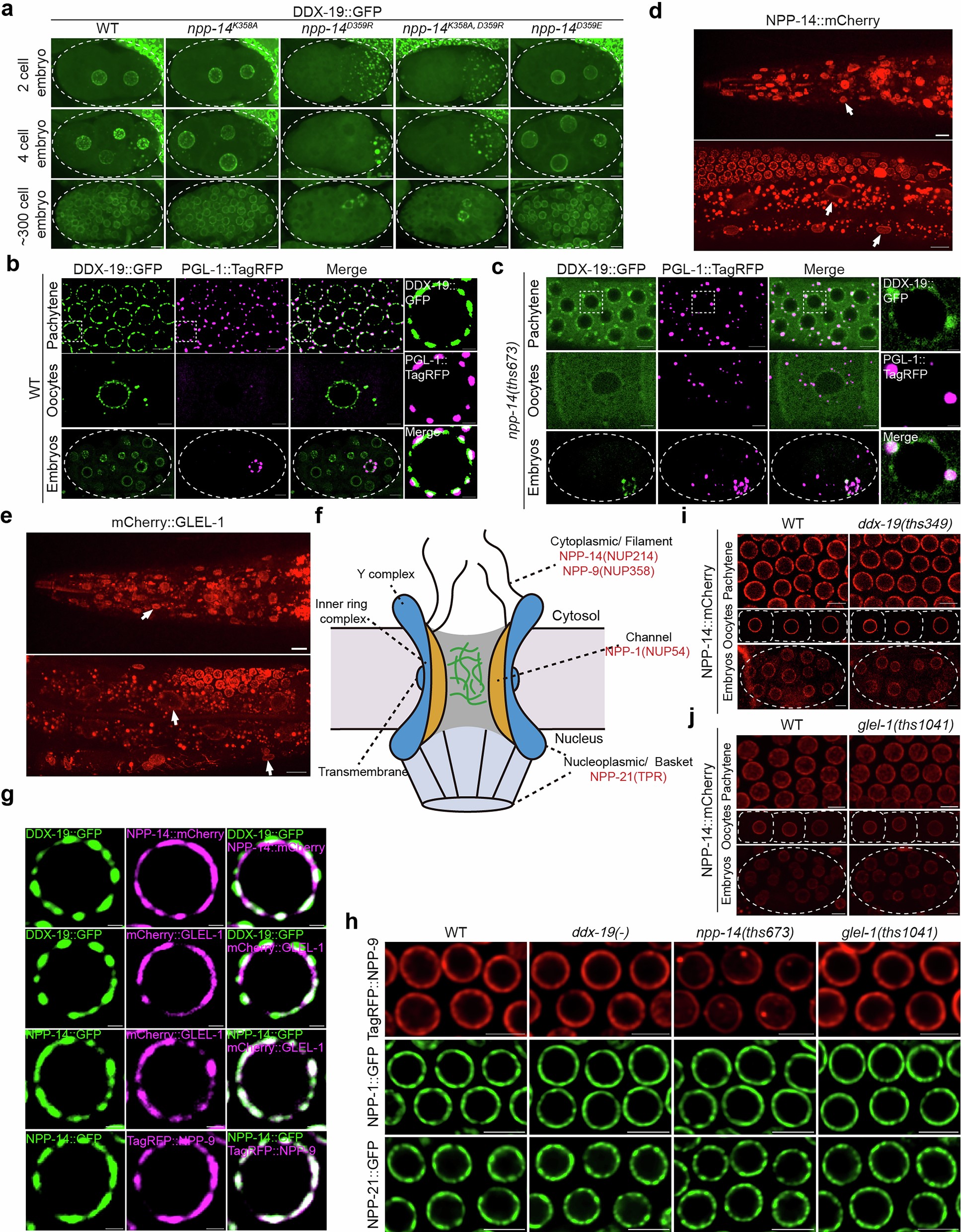 Extended Data Fig. 6: The localization interdependence of DDX-19, NPP-14 and GLEL-1.