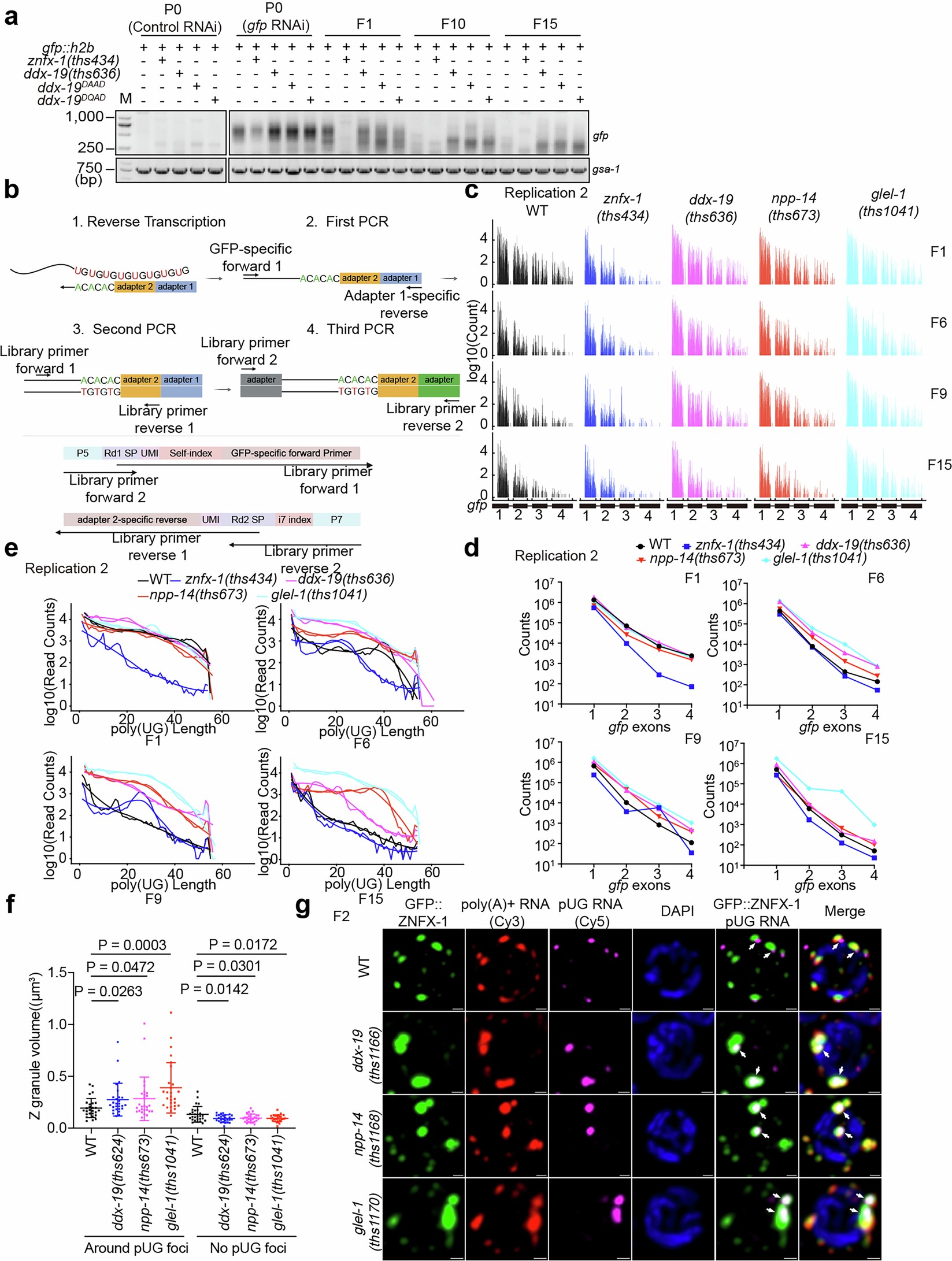 Extended Data Fig. 9: pUG RNAs level, length and distribution are altered after loss of ddx-19, npp-14, or glel-1 related to Fig. 7.