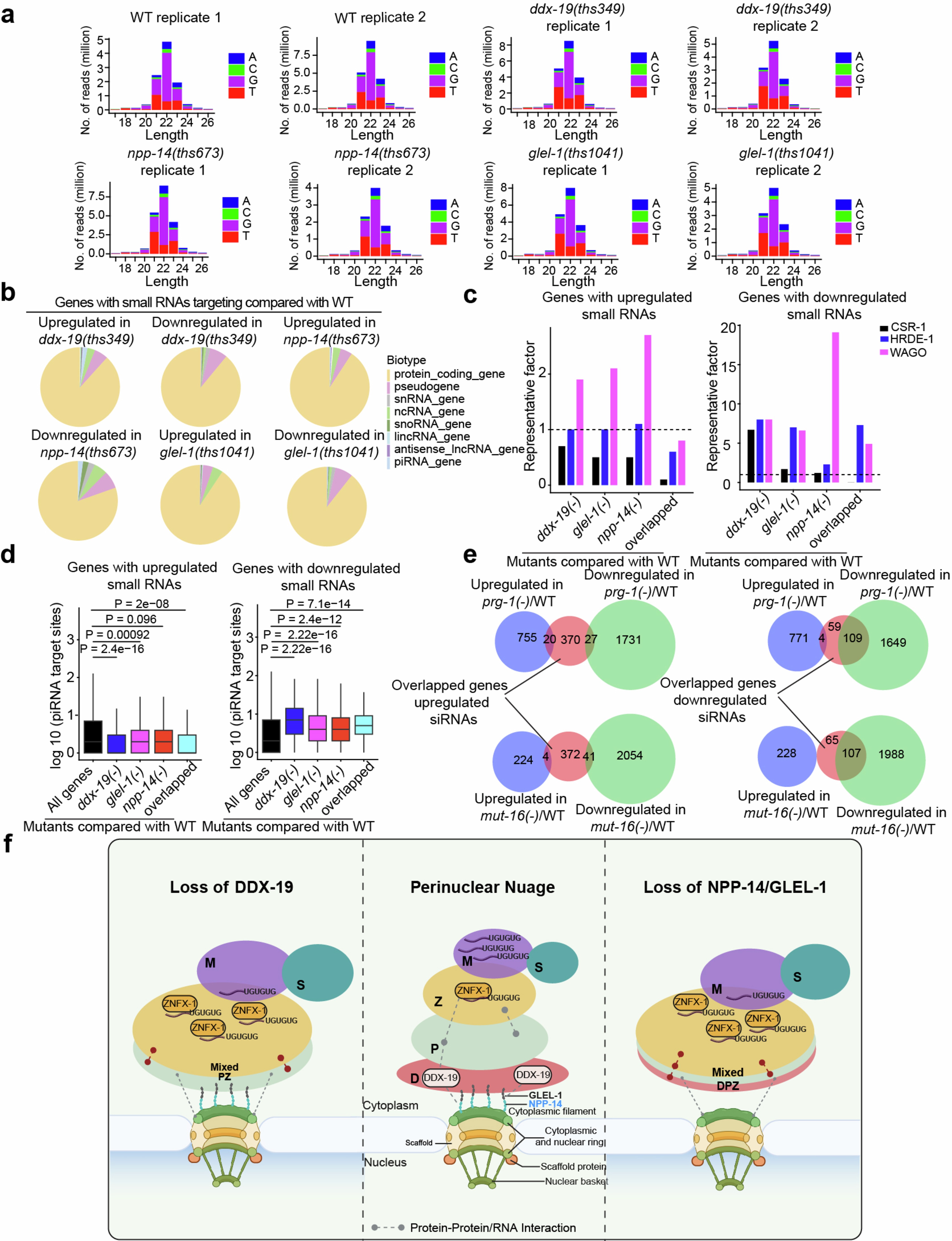 Extended Data Fig. 10: Features of DDX-19, NPP-14, and GLEL-1 Regulated Small RNAs and Working Model.