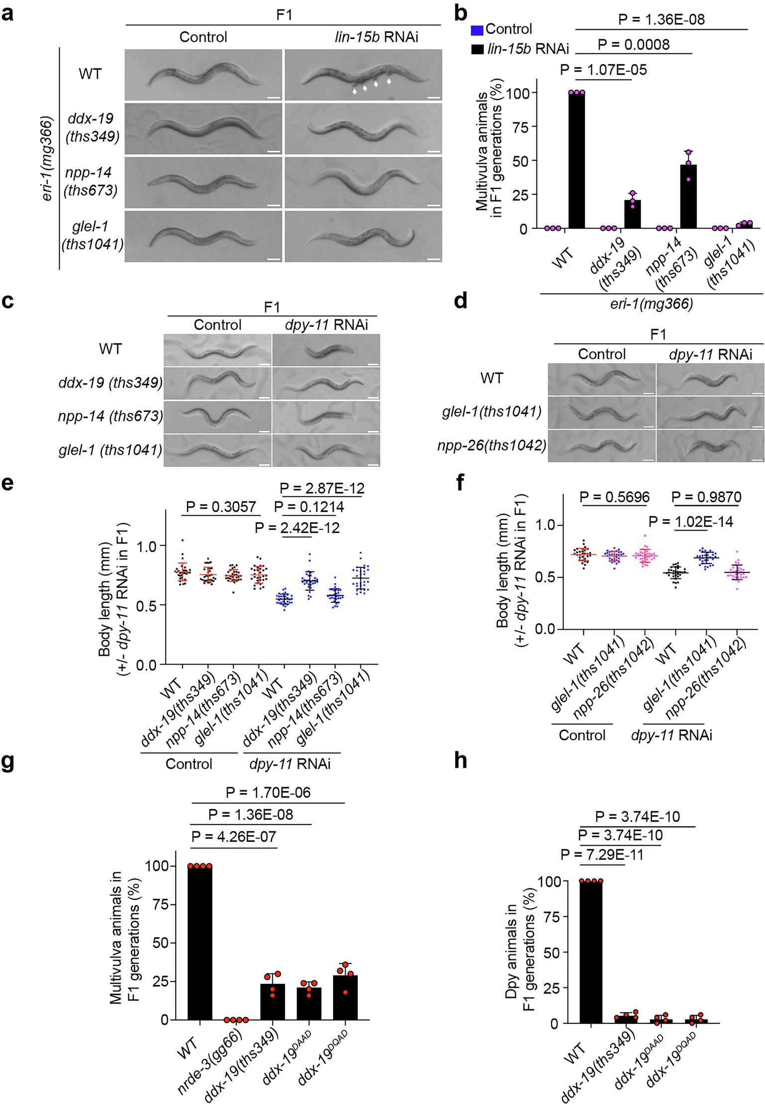 Extended Data Fig. 1: DDX-19, GLEL-1, and NPP-14 are required for RNAi inheritance targeting two somatically expressed genes.