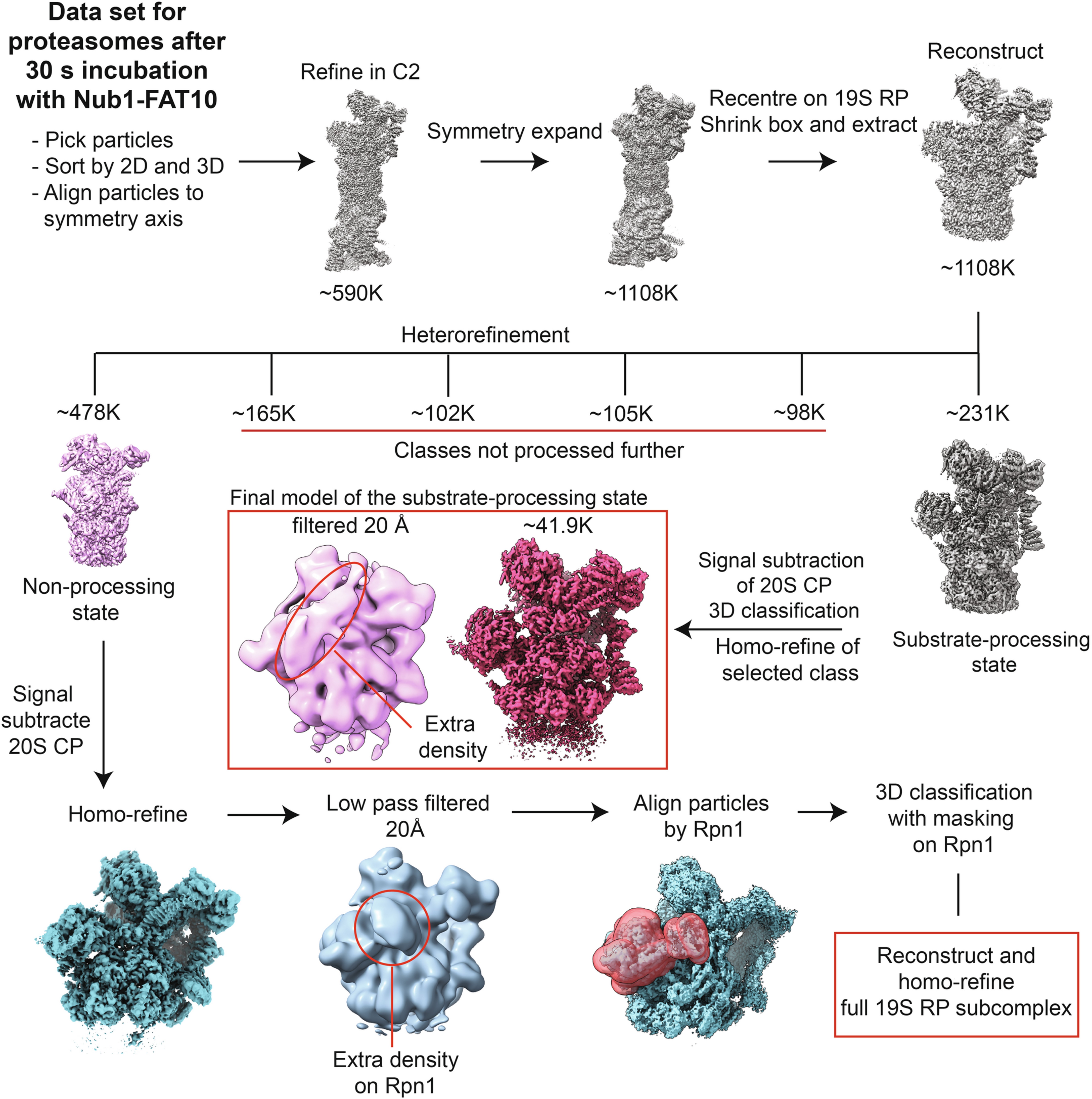 Extended Data Fig. 6: Processing workflow for the cryo-EM data set of proteasomes incubated with NUB1/FAT10 for 30 s.