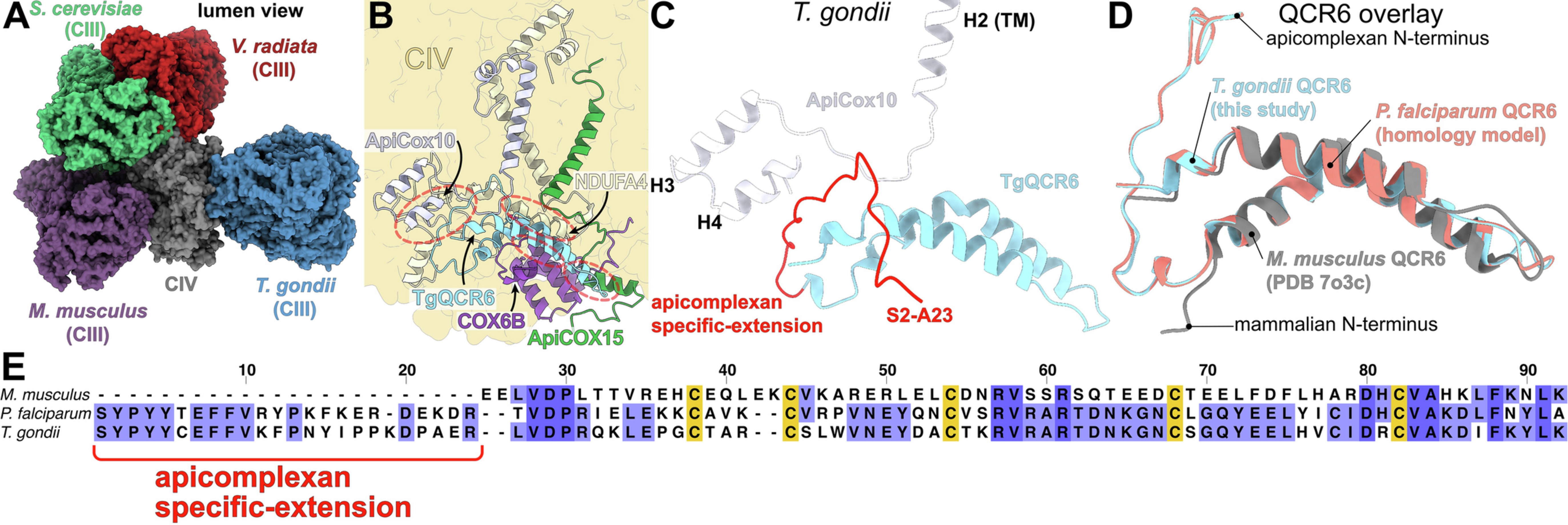 Extended Data Fig. 5: Diversity of mitochondrial respiratory chain supercomplexes architecture in different organisms and the apicomplexan-conserved subunits and extensions that establish the divergent III2-IV interface in T. gondii.
