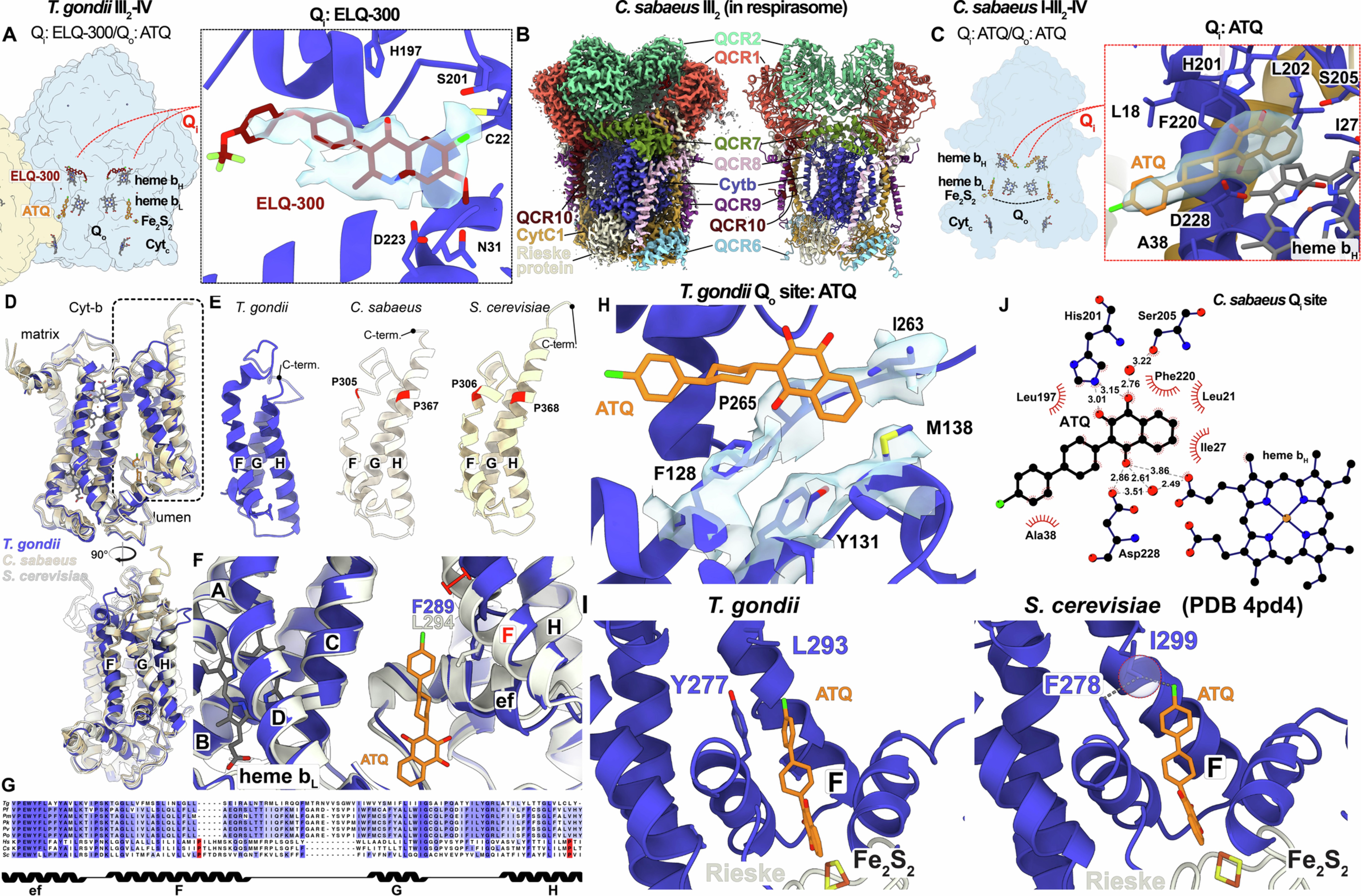 Extended Data Fig. 8: Structural divergence of the apicomplexan cytochrome-b and the different mode of inhibition of the parasite and host by atovaquone.