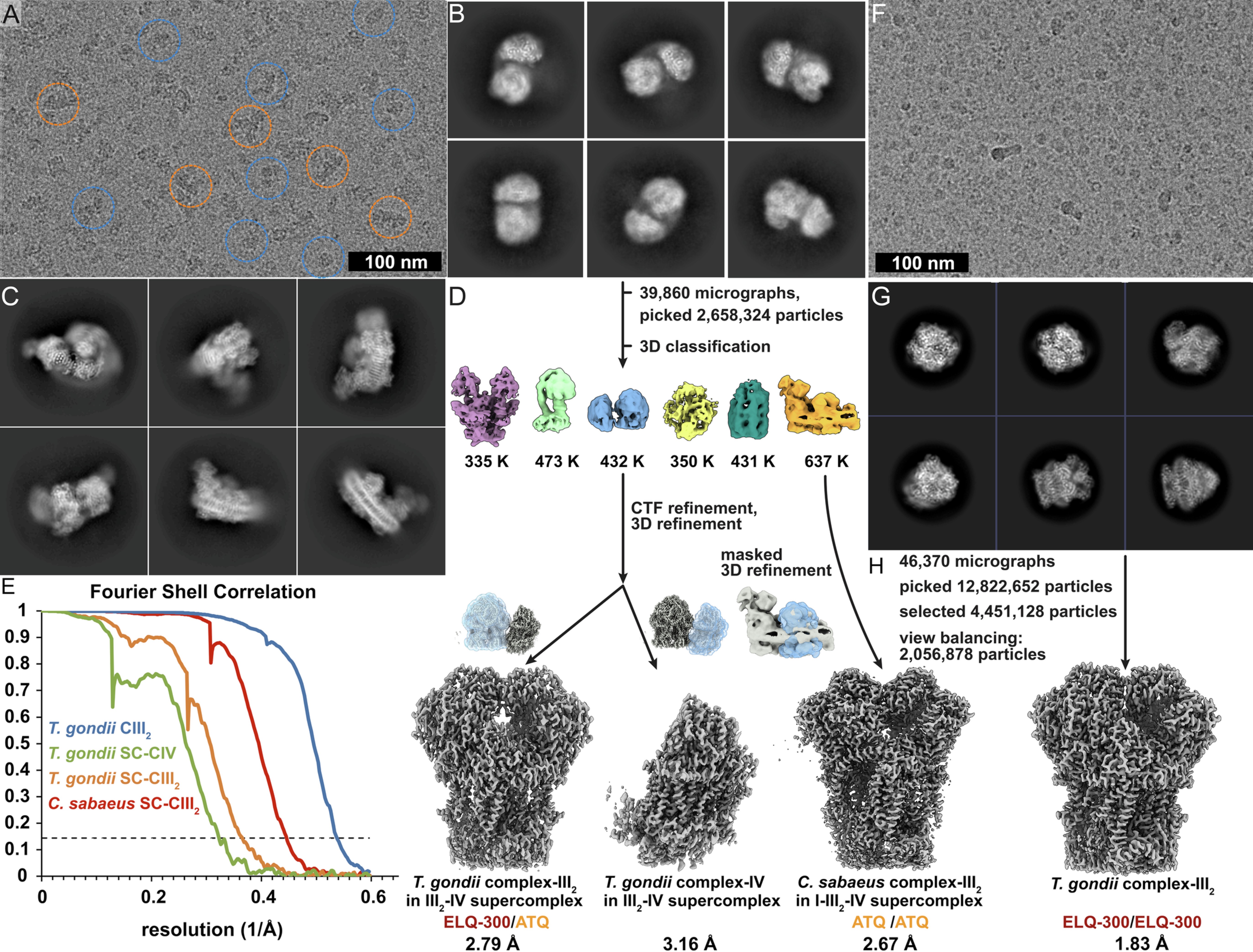Extended Data Fig. 1: Cryo-EM structure determination workflow.