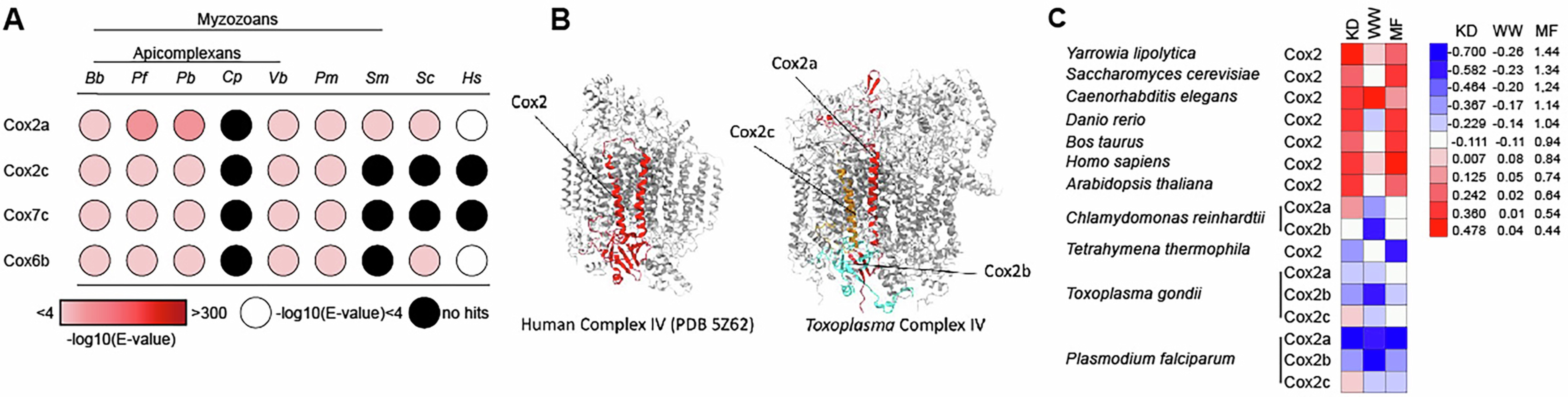 Extended Data Fig. 2: Sequence conservation of newly assigned myzozoan-specific CIV subunits and Cox2 split.