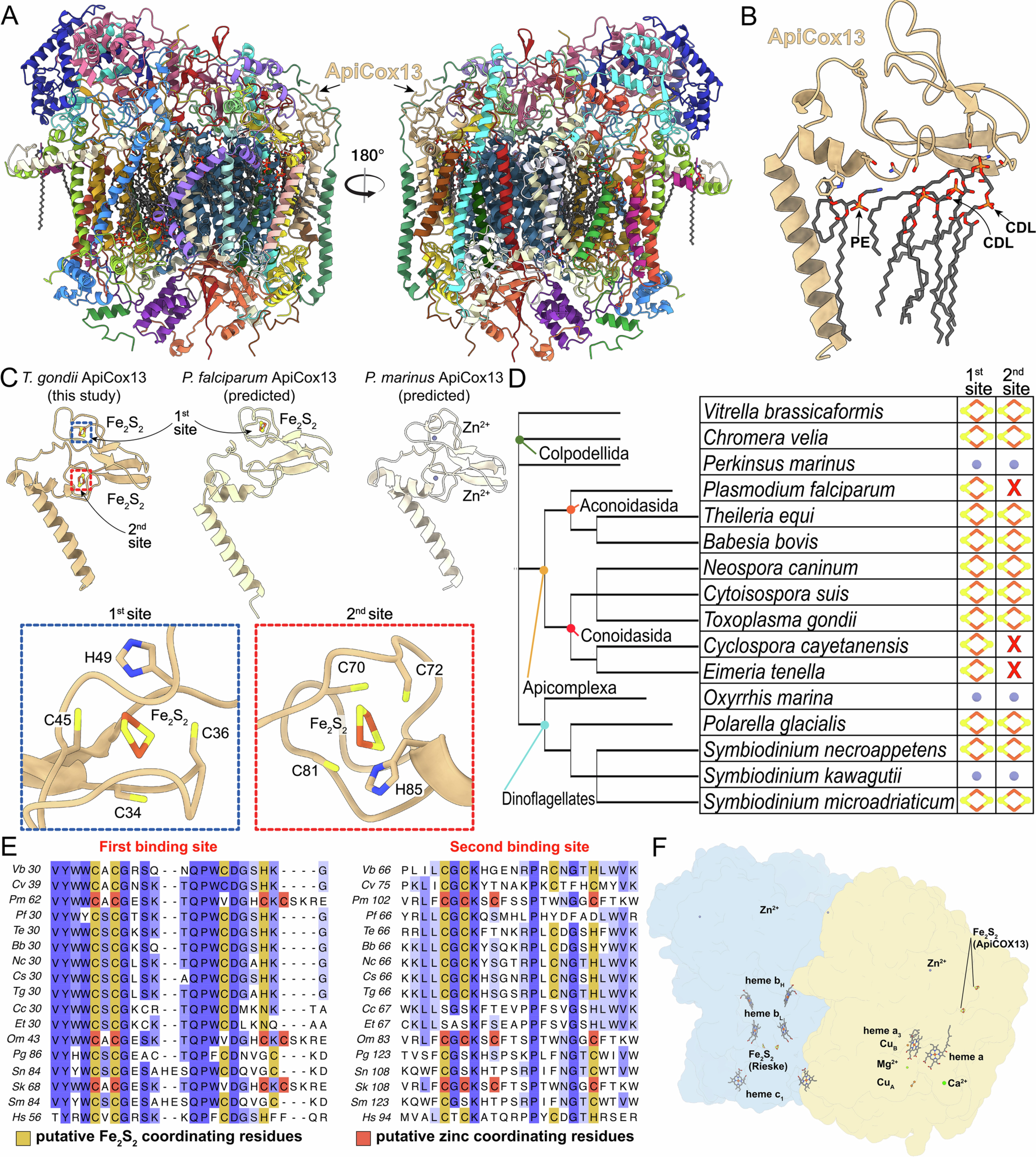 Extended Data Fig. 4: Conservation and metal ligand binding of myozoan Cox13.