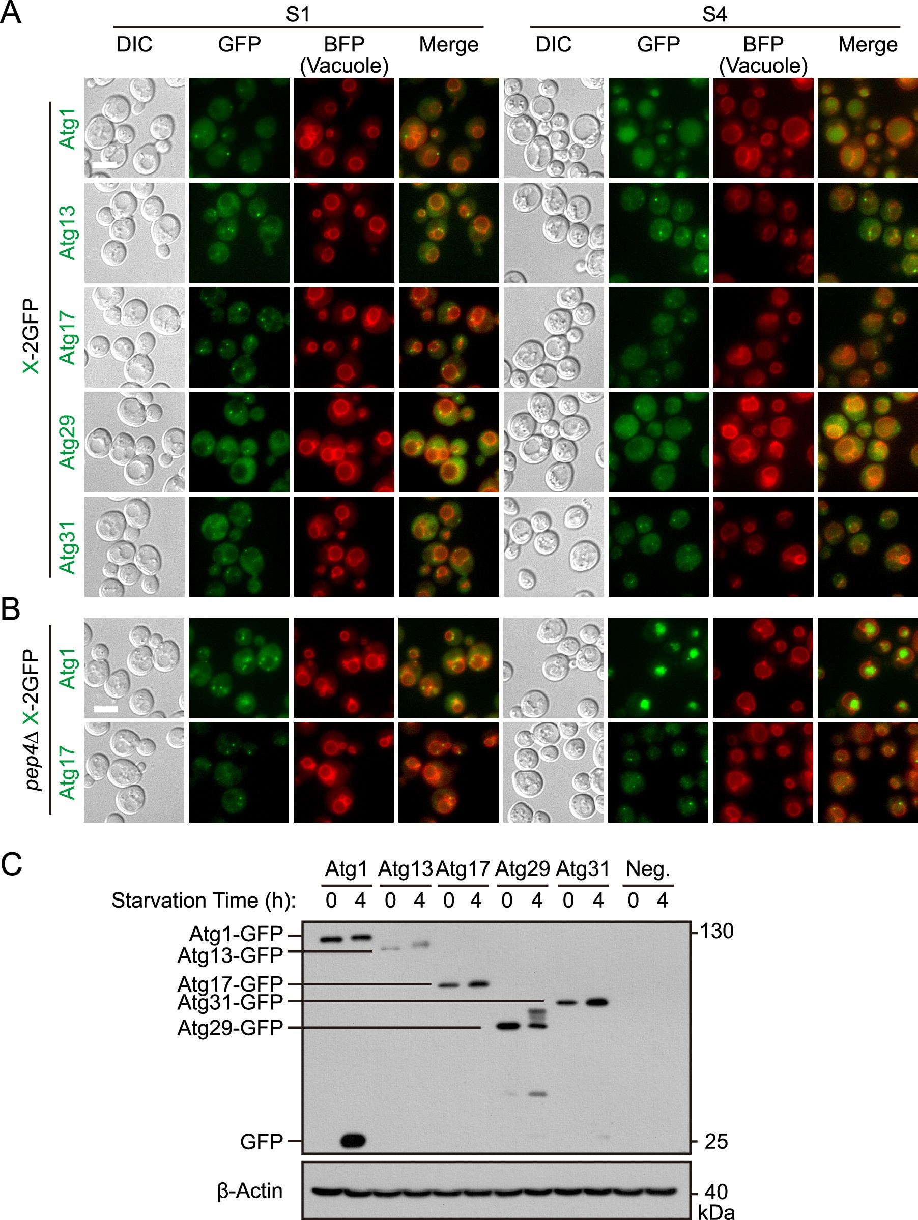 Extended Data Fig. 5