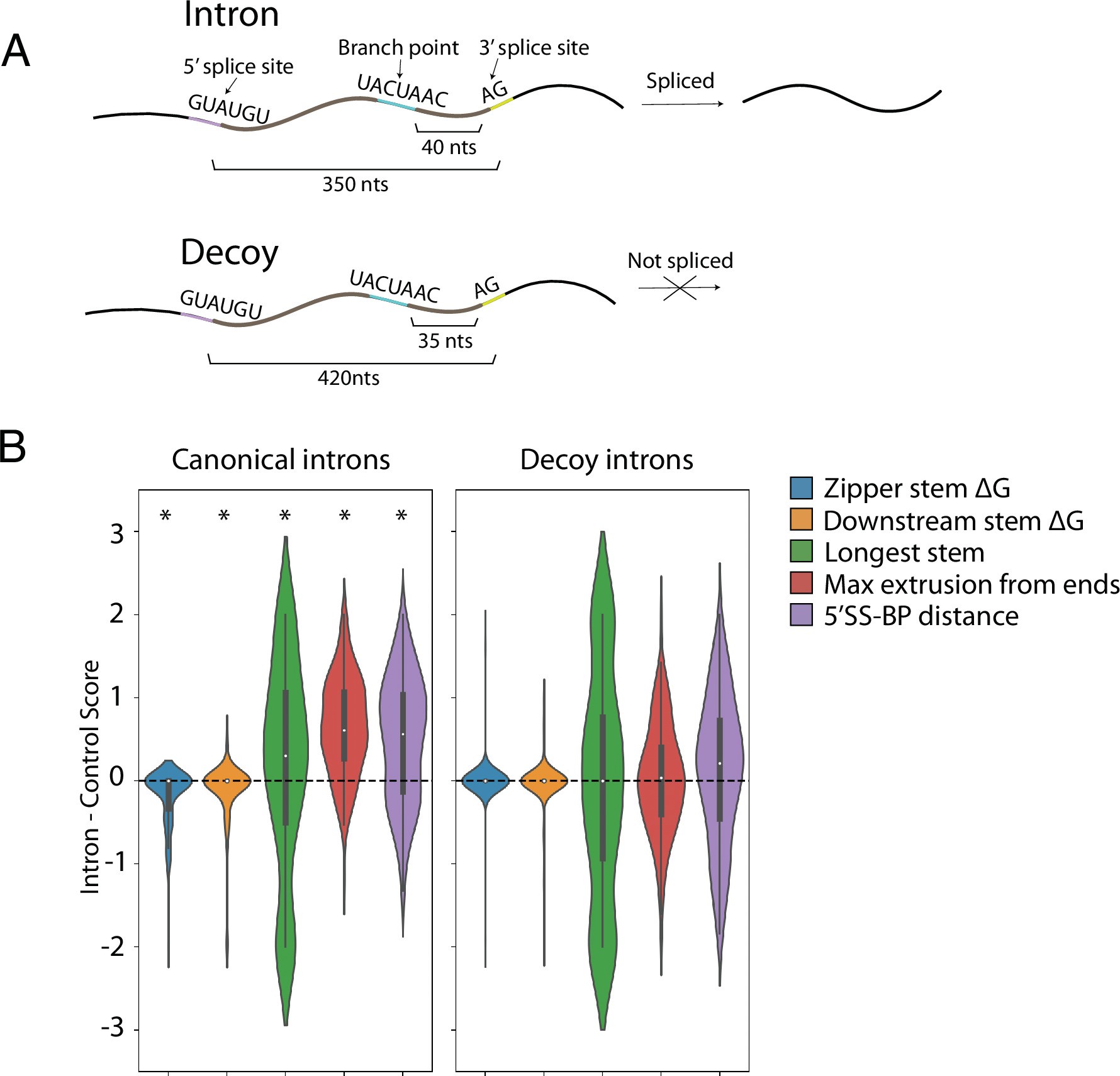 Extended Data Fig. 5: Secondary structure features for introns and non-splicing decoy sequences.