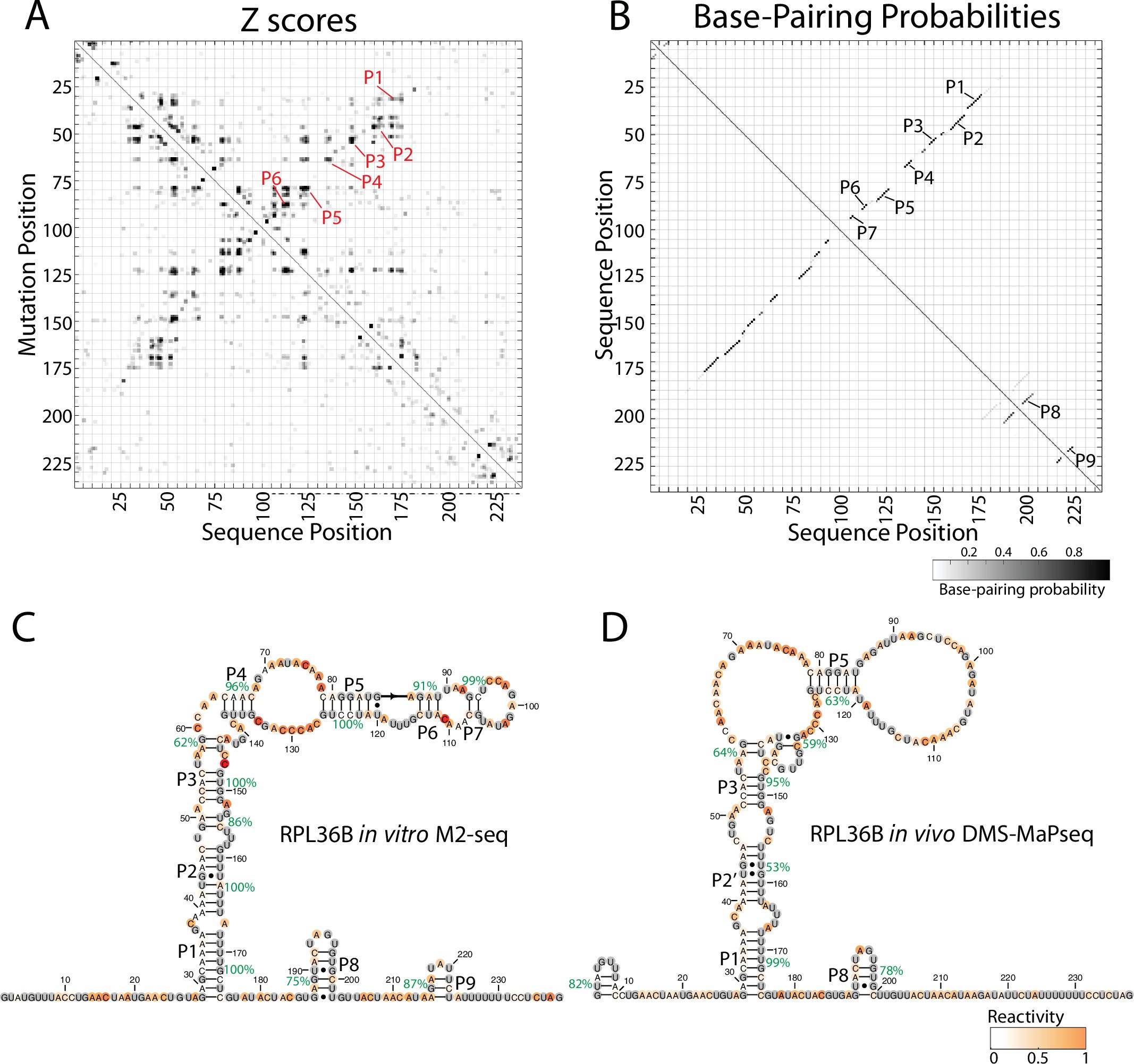Extended Data Fig. 6: Multidimensional chemical mapping for RPL36B.