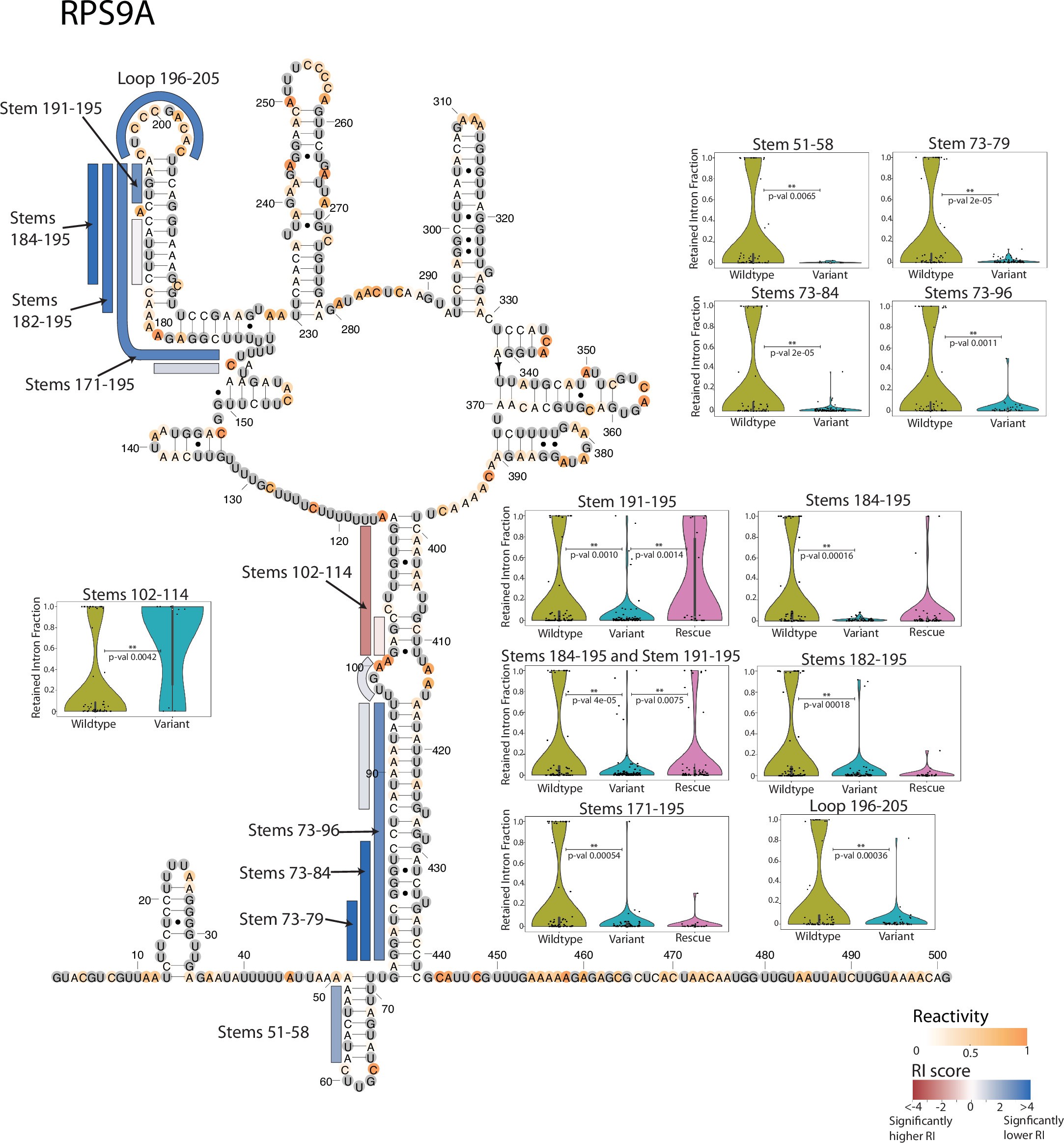 Extended Data Fig. 9: Effects of structure variants on retained intron levels for RPS9A variants.
