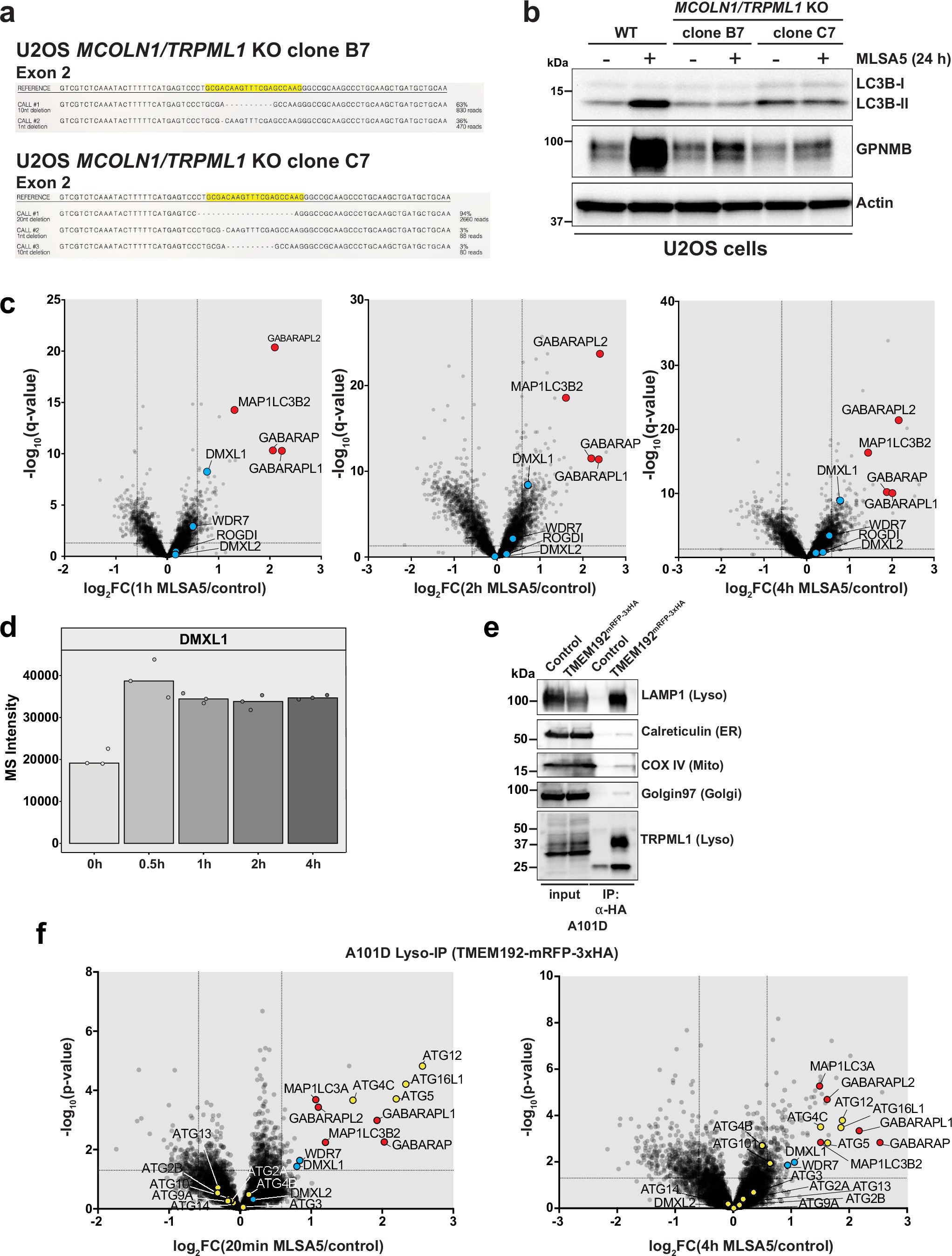Extended Data Fig. 1: Quantitative proteomics captures recruitment of proteins to lysosomes upon TRPML1 activation, related to Fig. 1.
