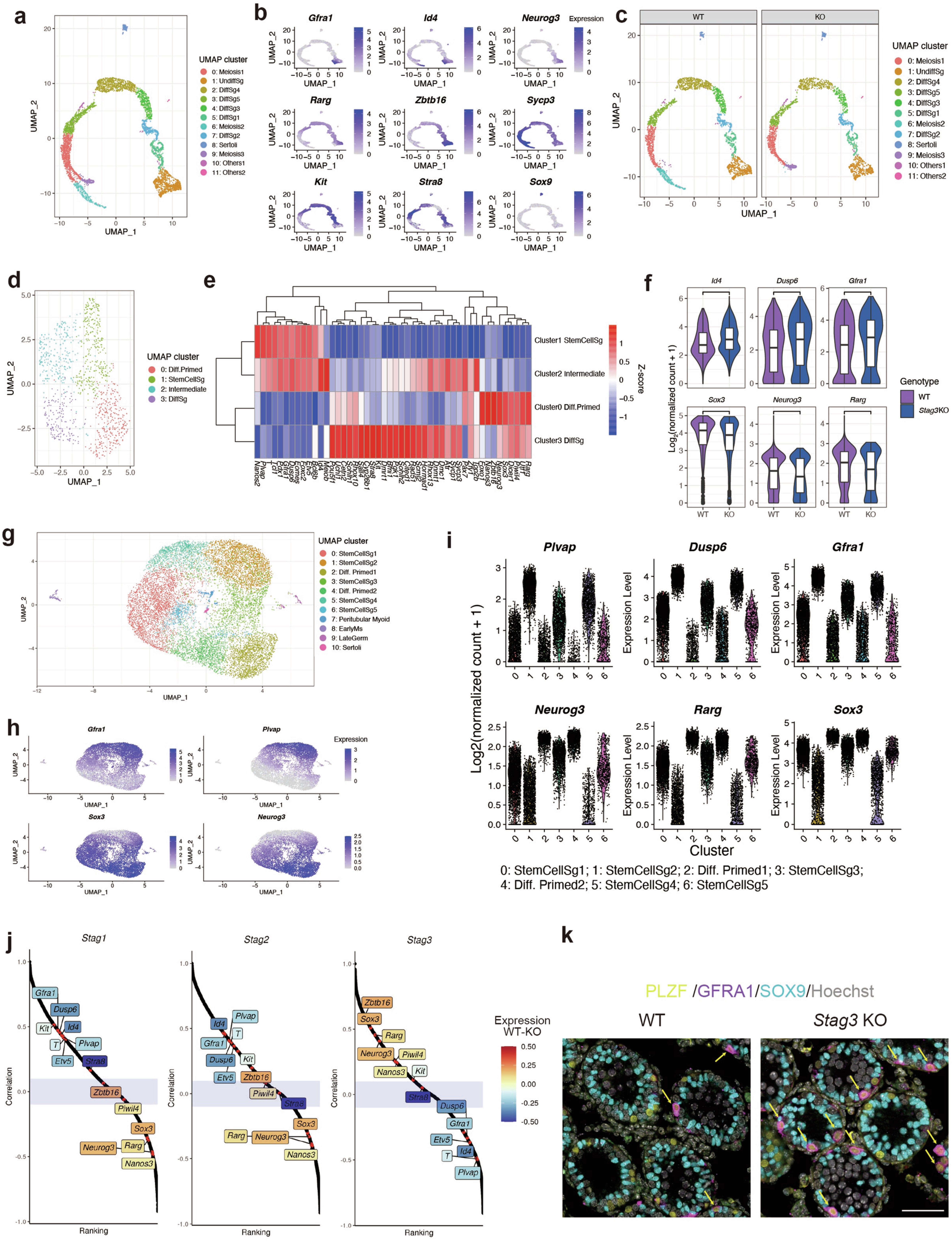 Extended Data Fig. 4: Characterization of spermatogenesis/spermatogonia in Stag3 KO mice.