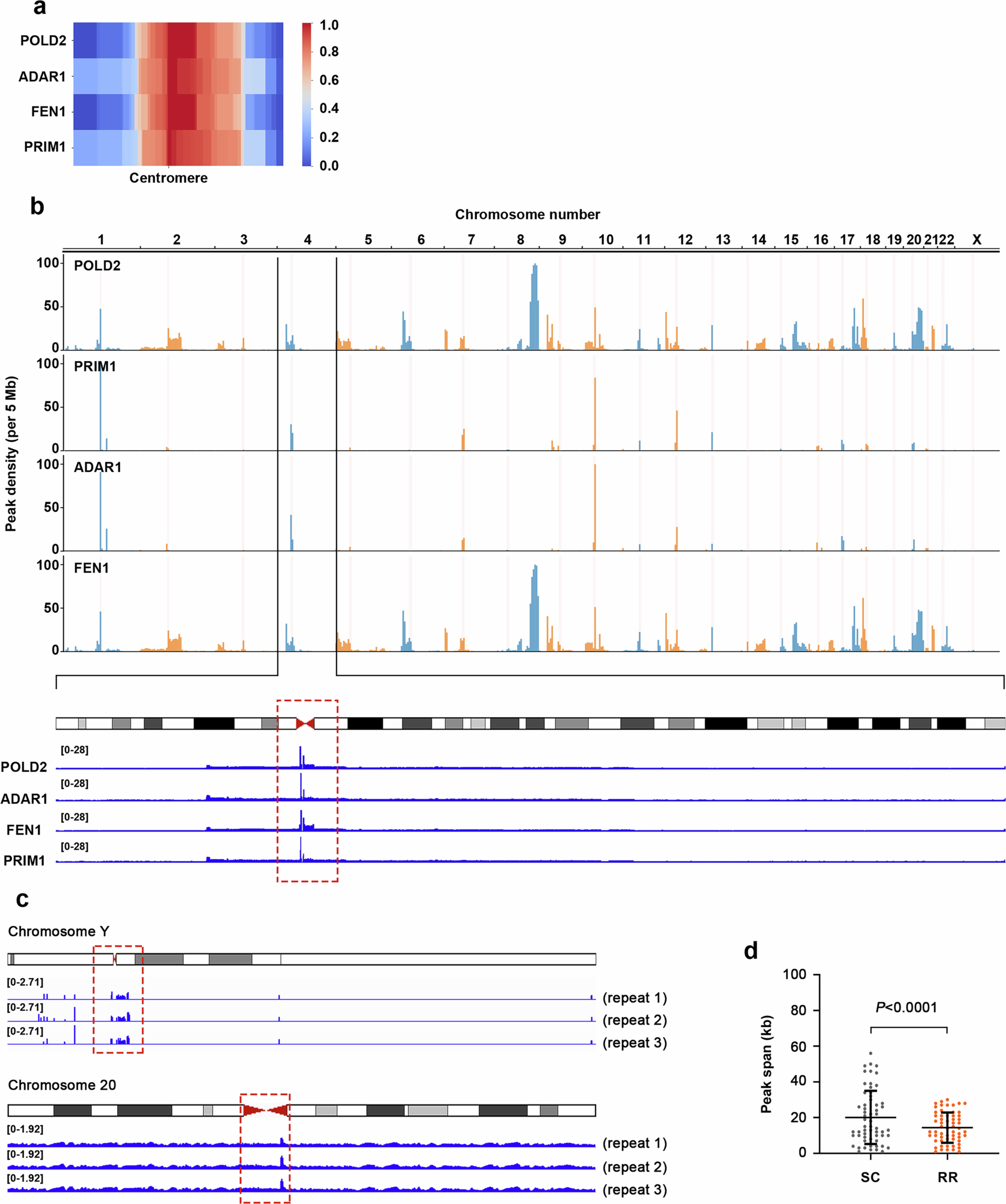 Extended Data Fig. 9: POLD2, ADAR1, FEN1, and PRIM1 exhibit elevated occupancy at centromeres.