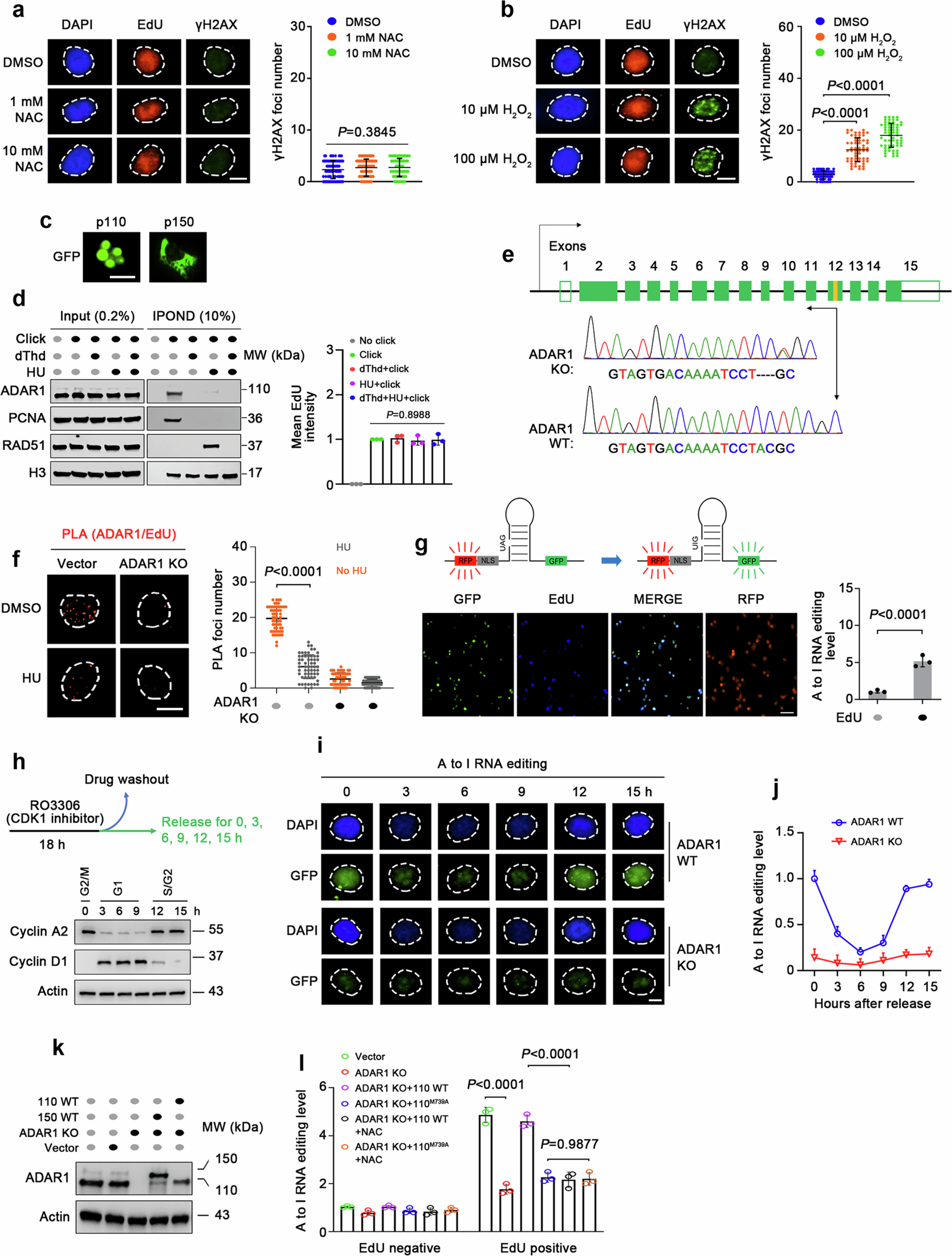 Extended Data Fig. 1: ADAR1-mediated A-to-I RNA editing is primarily observed during S phase and is regulated by ROS.