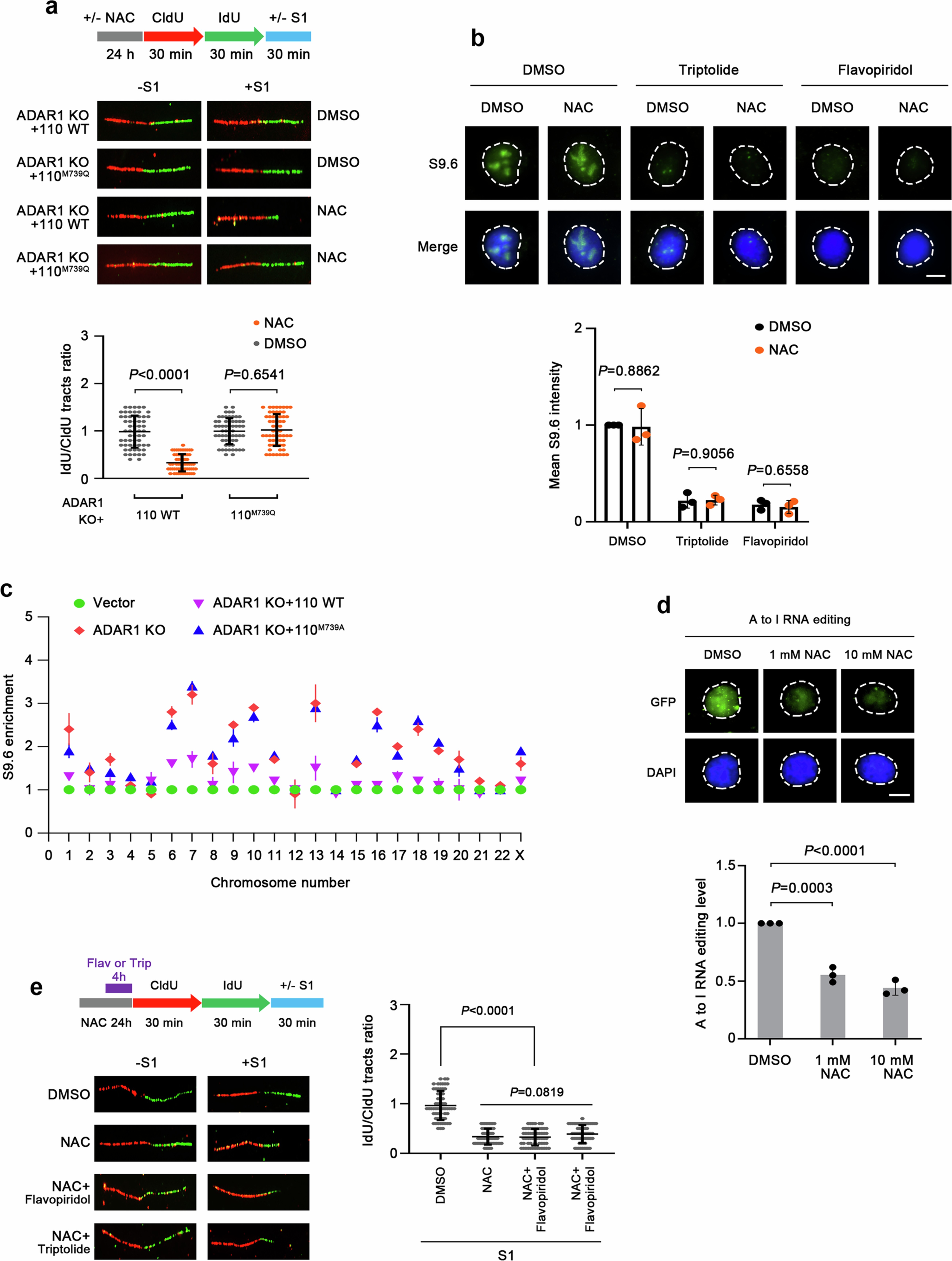 Extended Data Fig. 2: NAC causes replication fork defects through an R-loop–independent mechanism.