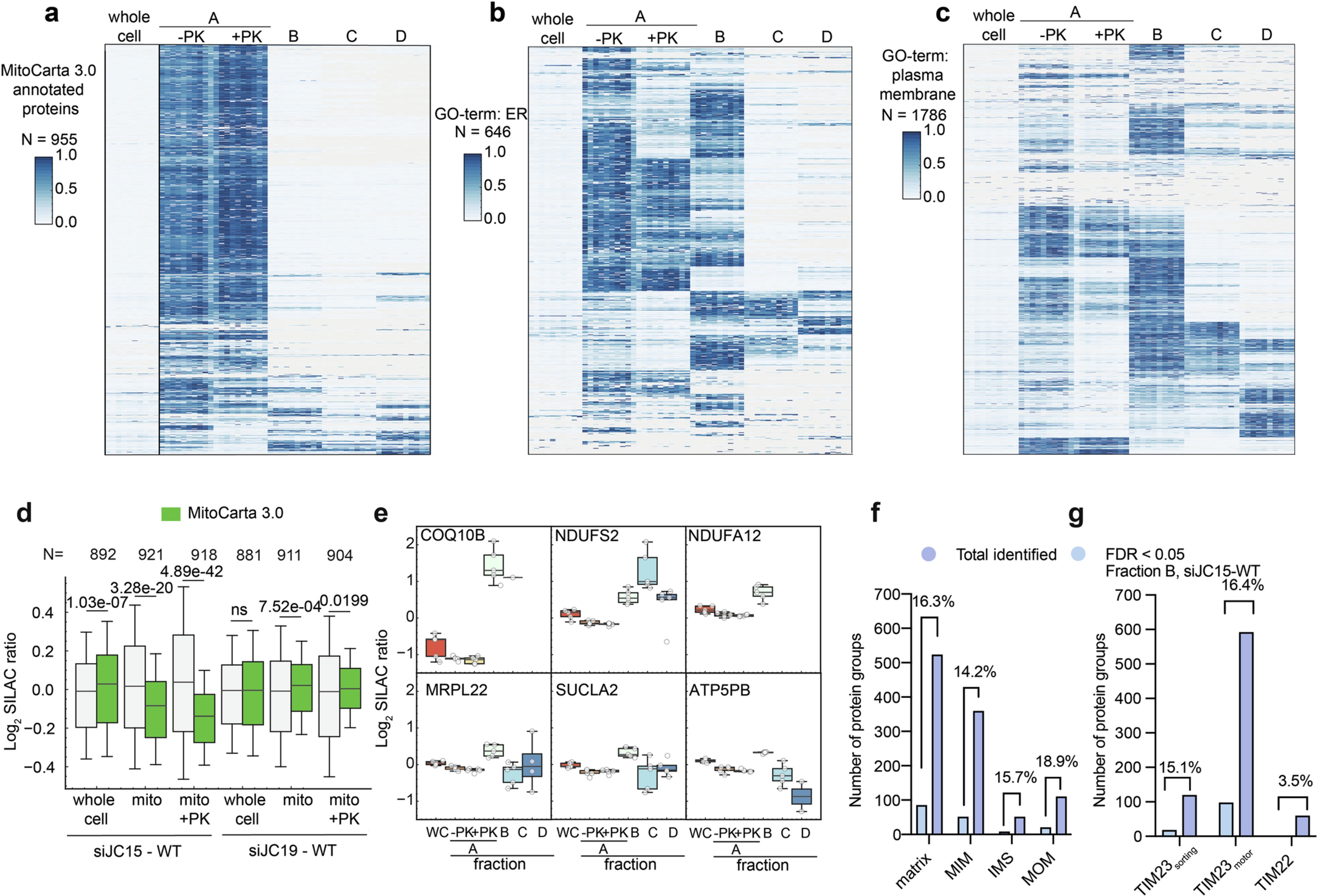 Extended Data Fig. 8: Mitochondrial proteins relocalize to the ER.