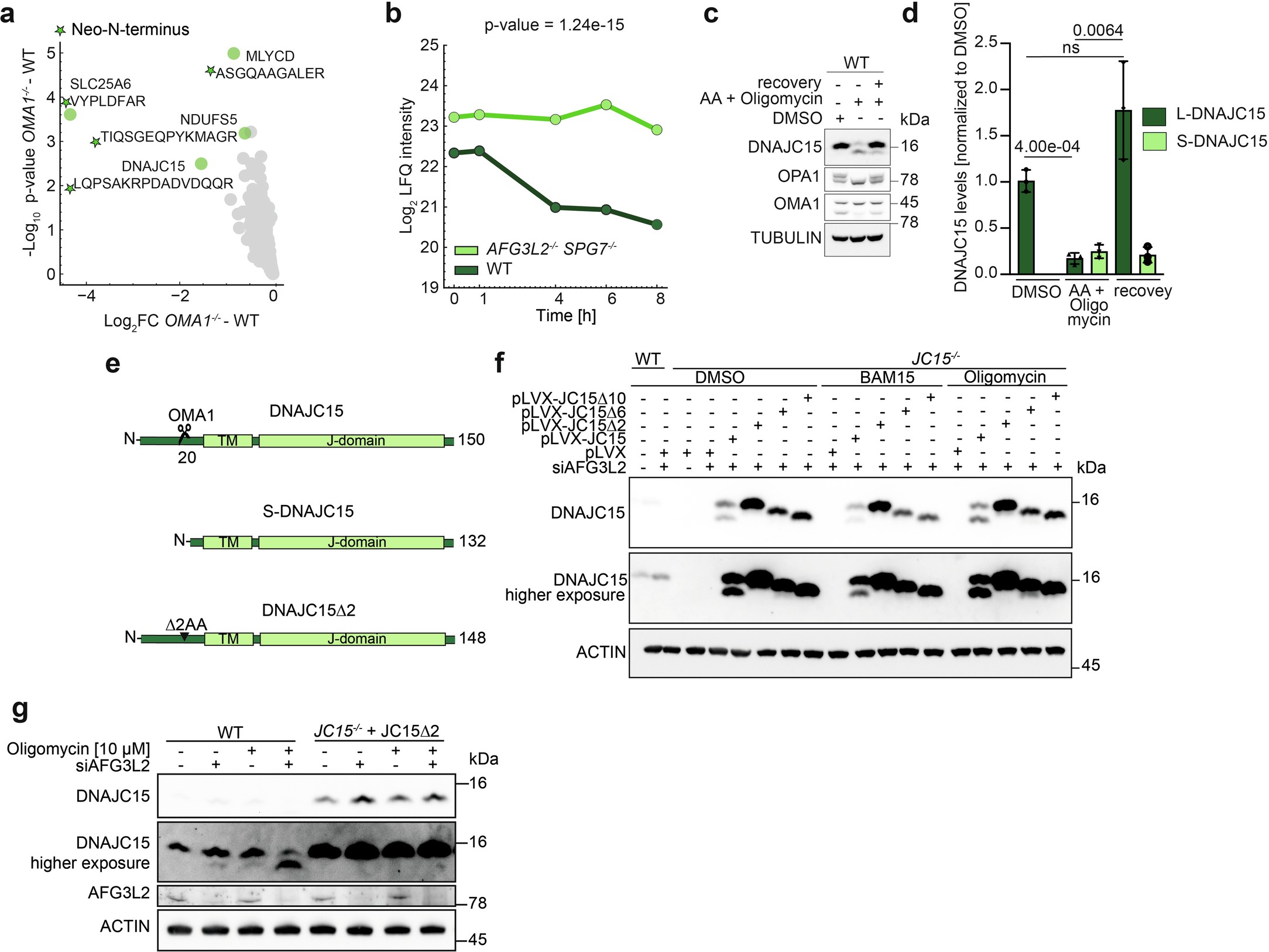 Extended Data Fig. 1: OMA1 cleaves DNAJC15 at AA position 19.