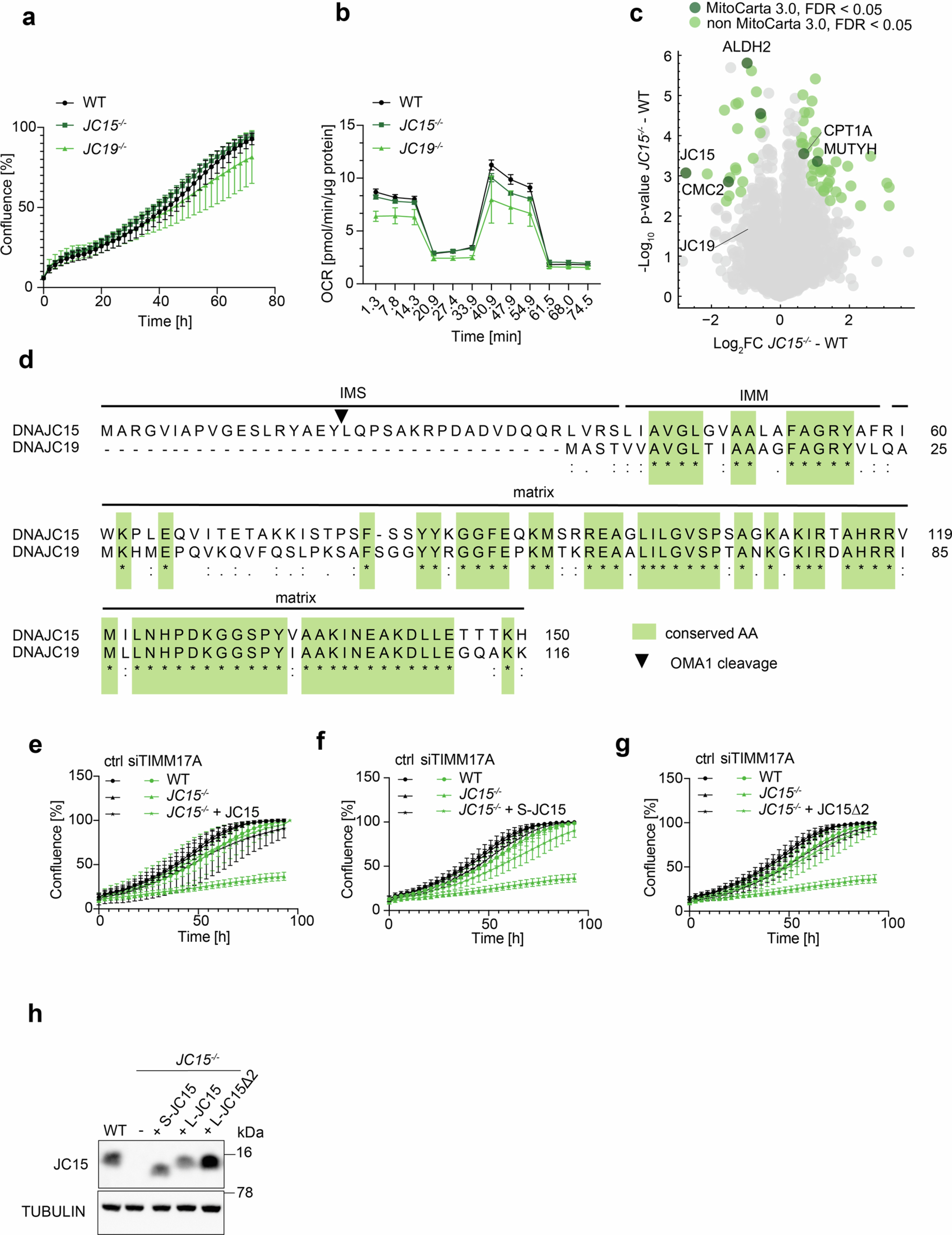 Extended Data Fig. 2: Genetic interactions of DNAJC15 with DNAJC19 and TIMM17A.