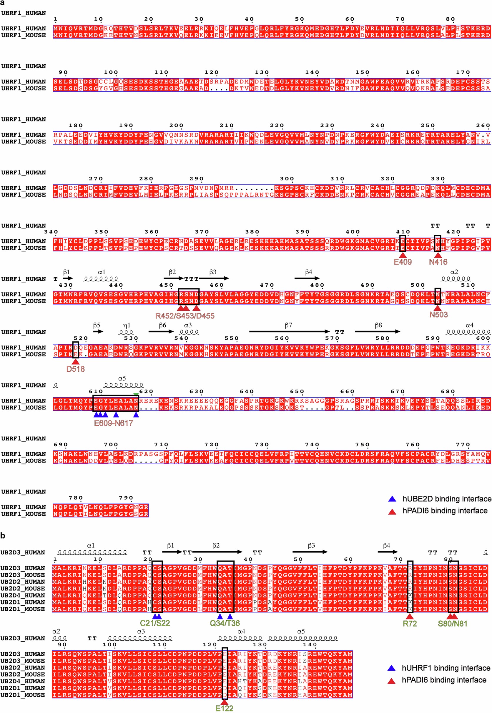 Extended Data Fig. 10: Sequence alignment of the MPU members.