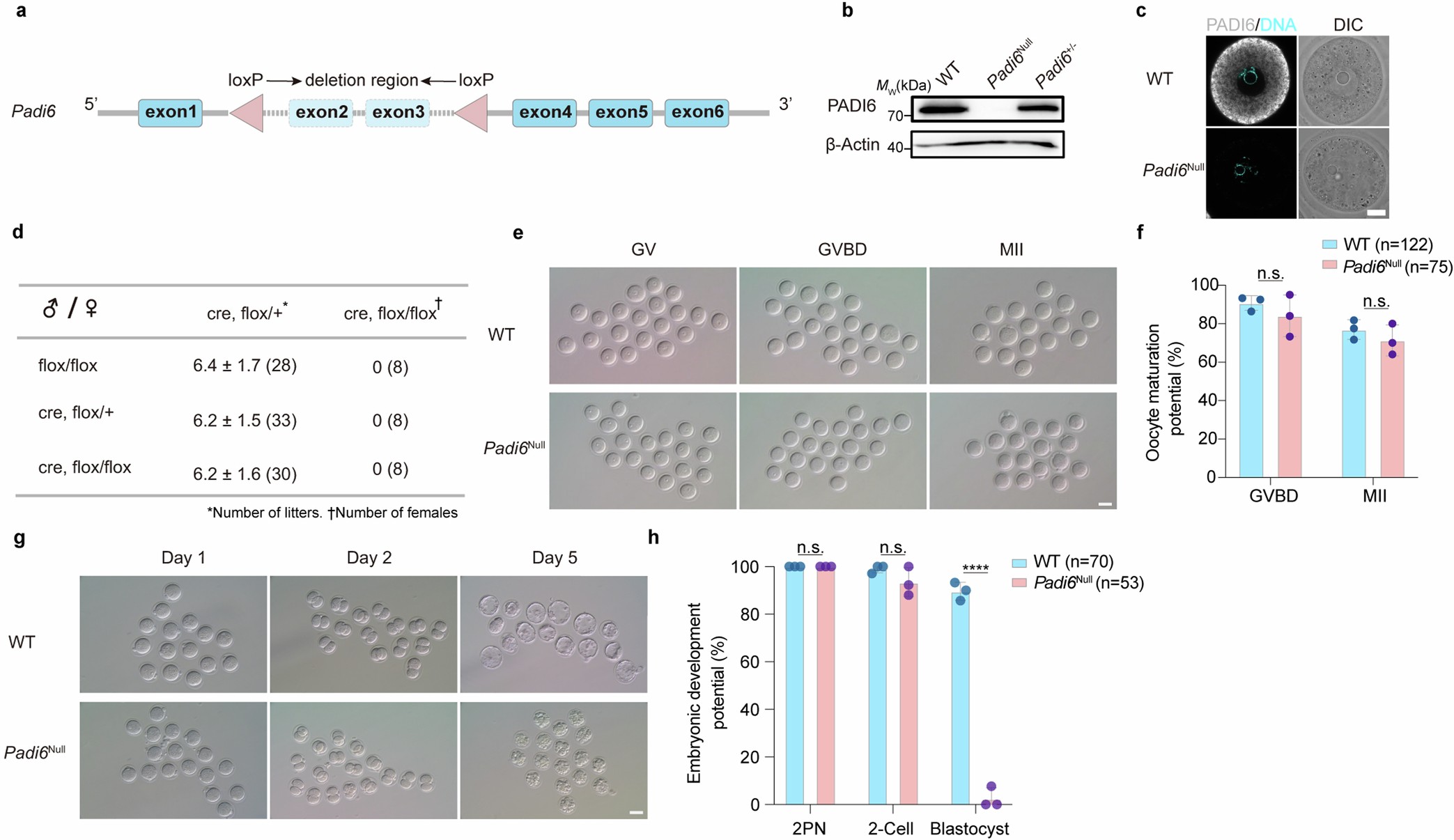 Extended Data Fig. 1: The maternal effect factor PADI6 is essential for early embryonic development in mice.