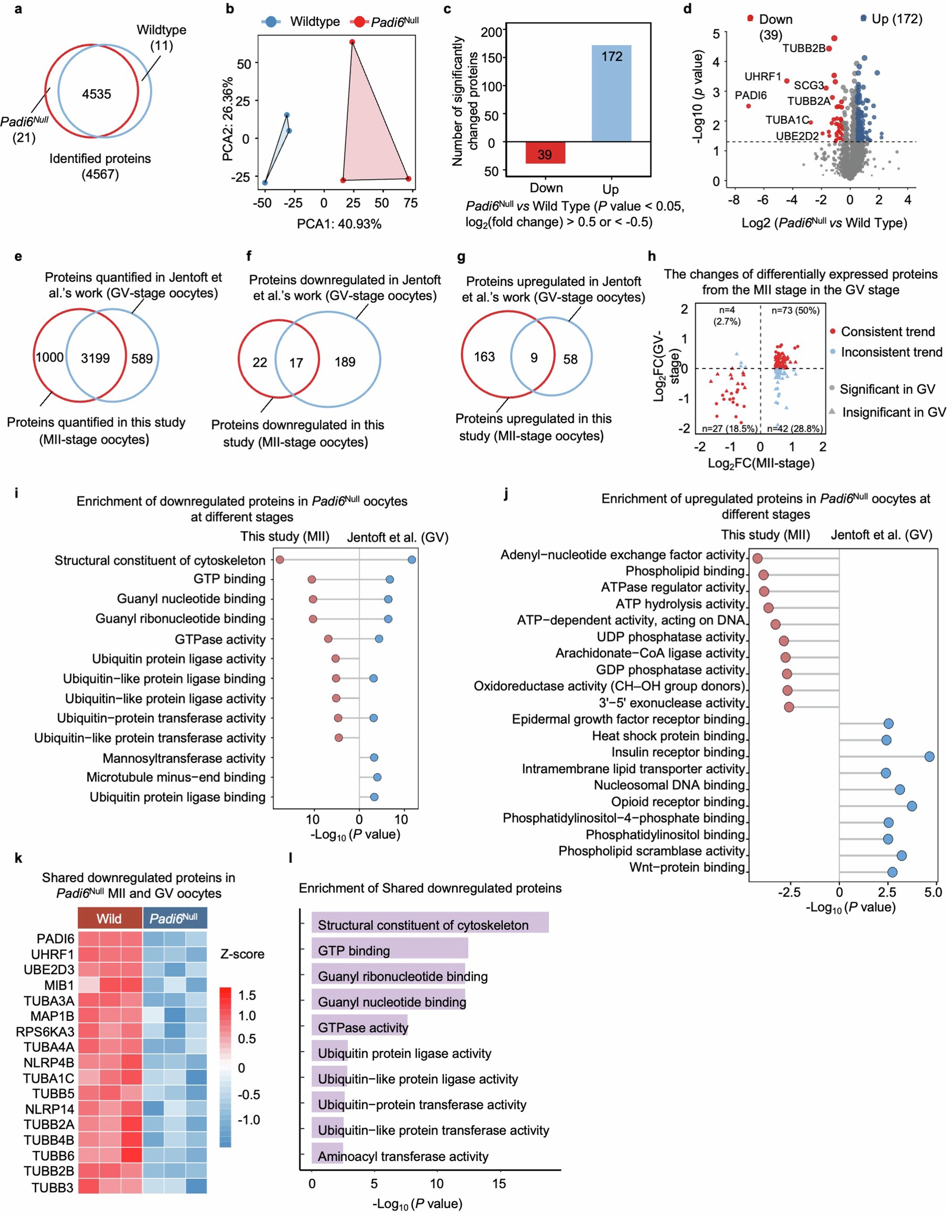 Extended Data Fig. 2: Comparative proteomic analysis of WT and Padi6Null oocytes.