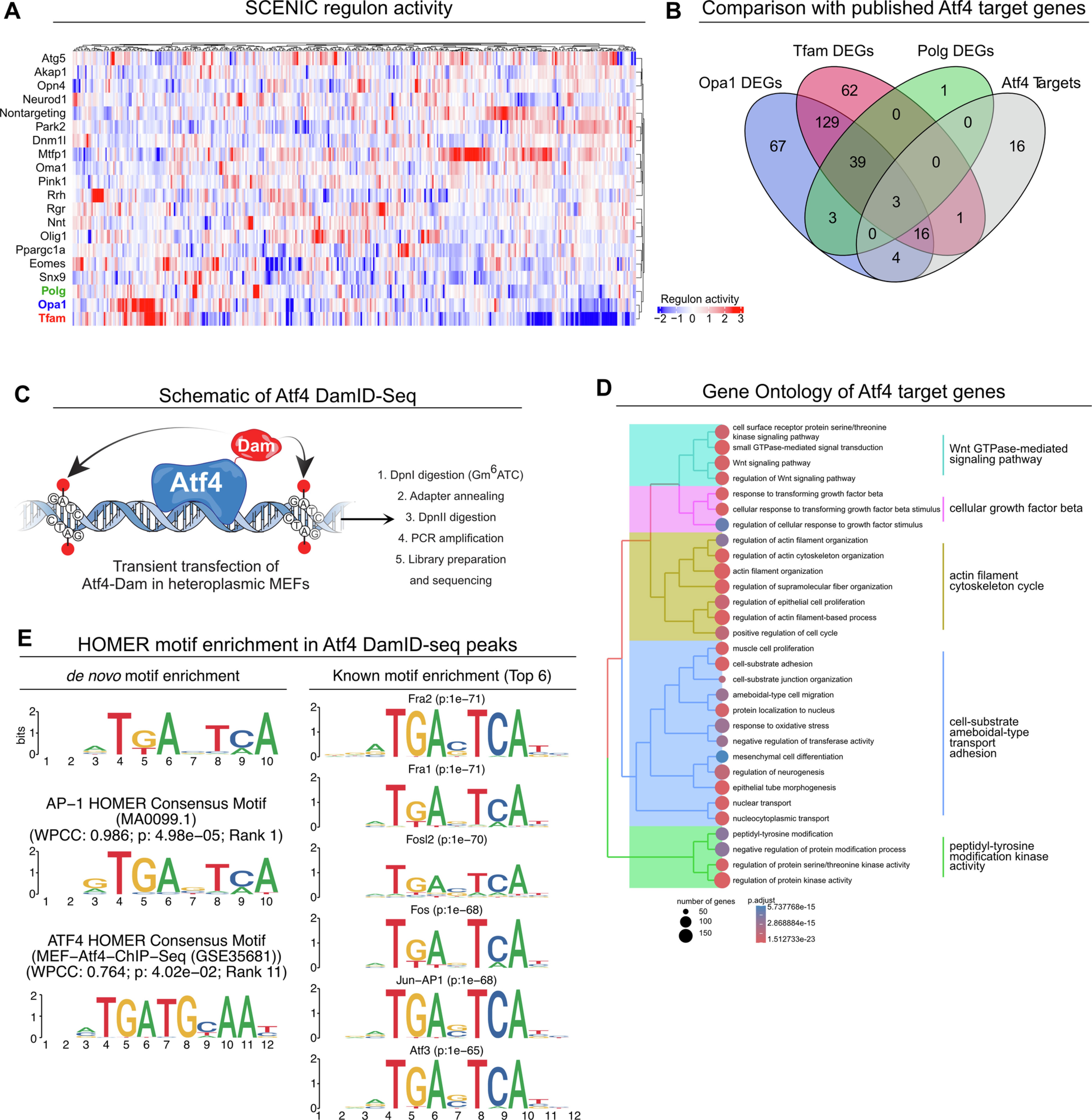 Extended Data Fig. 8: ATF4 DamID-seq in heteroplasmic MEFs.