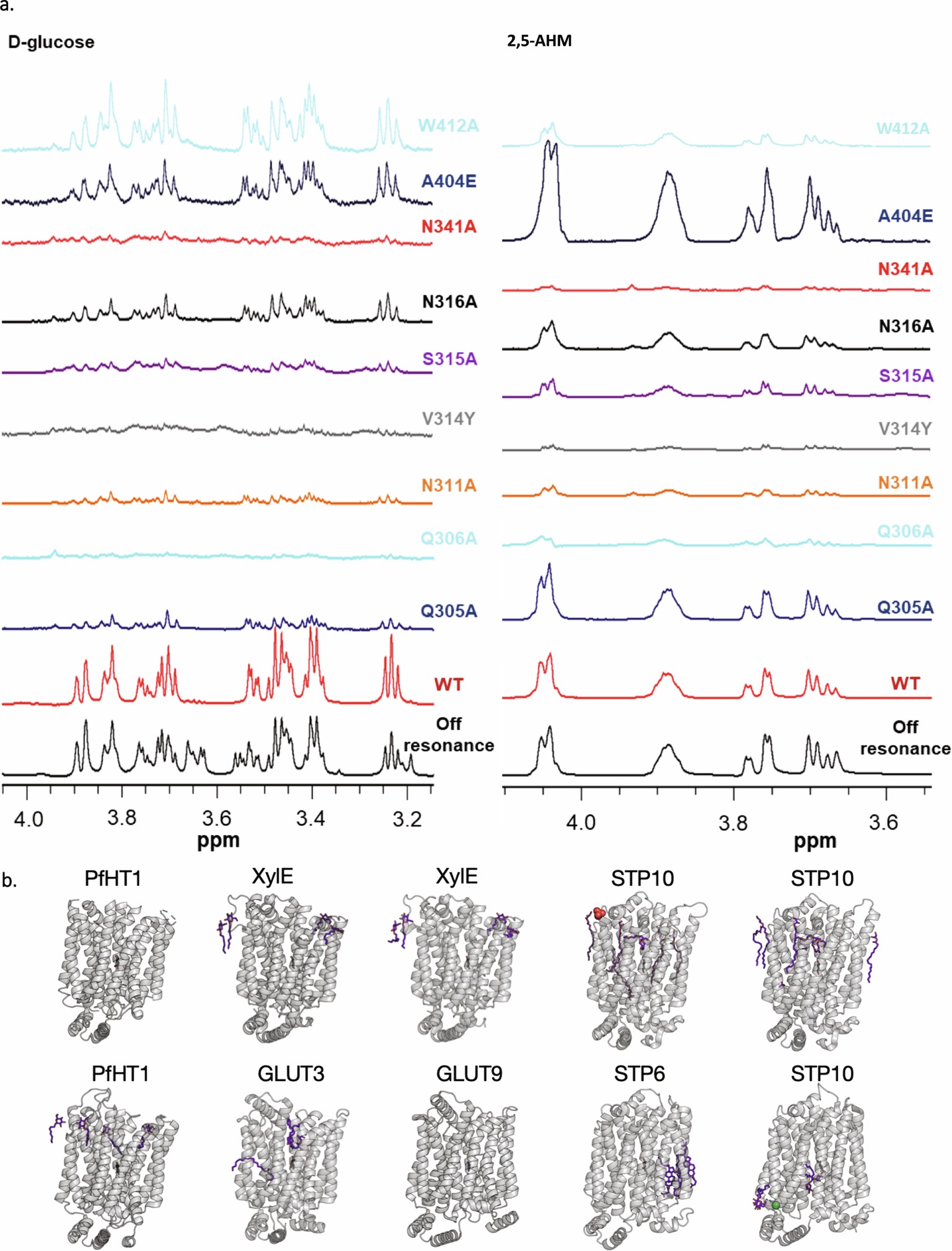 Extended Data Fig. 5: STD NMR of PfHT1 constructs and sugar transporter structures determined in the presence of substrates or a substrate-like molecules.