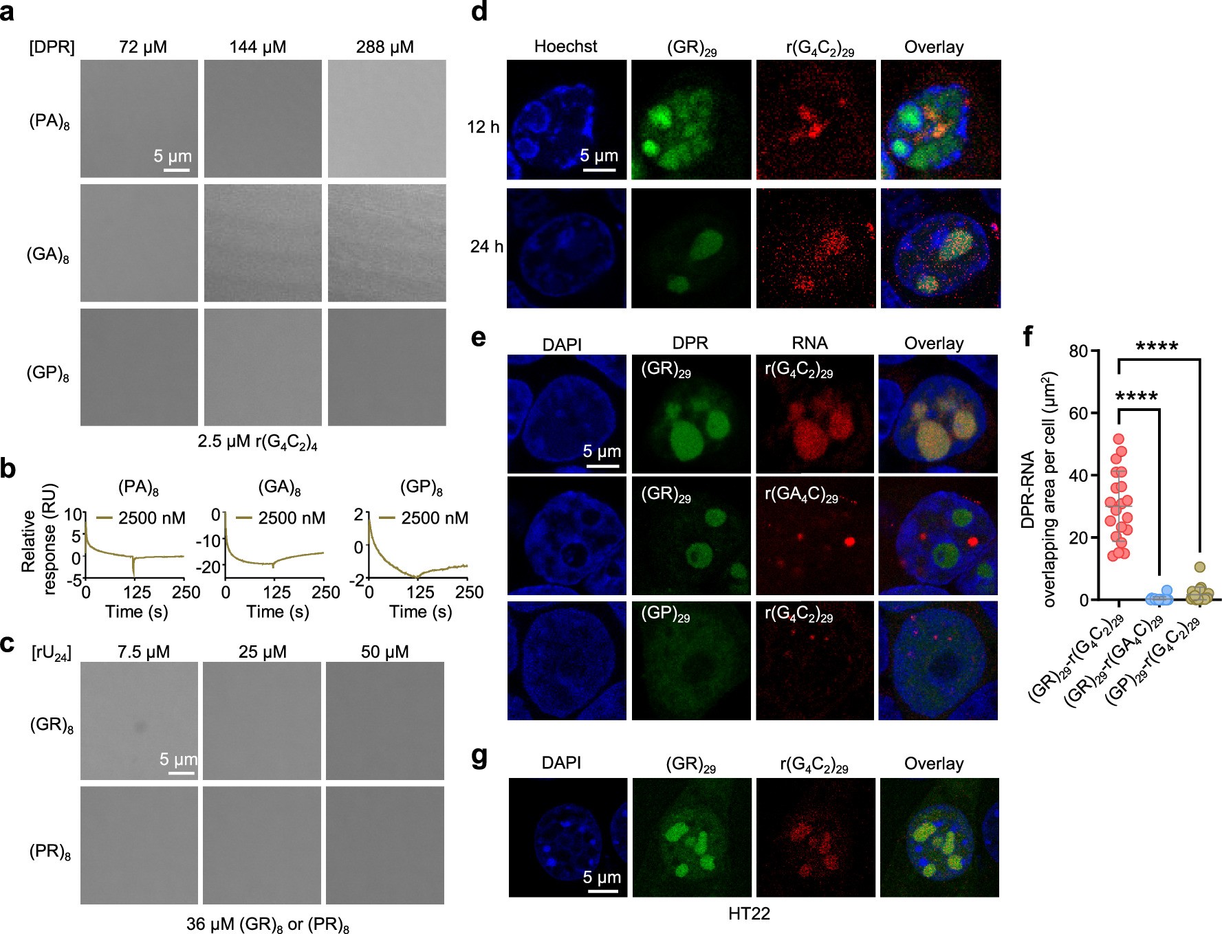 Extended Data Fig. 2: Phase behaviors of five DPRs and GGGGCC repeat RNA.