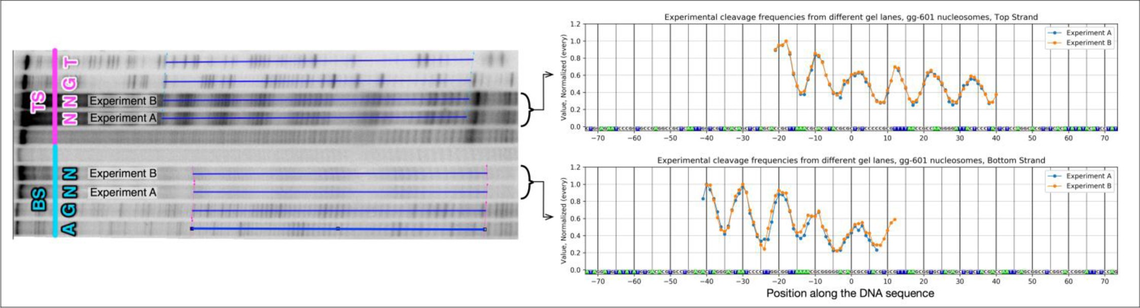 Supplementary Figure 4
