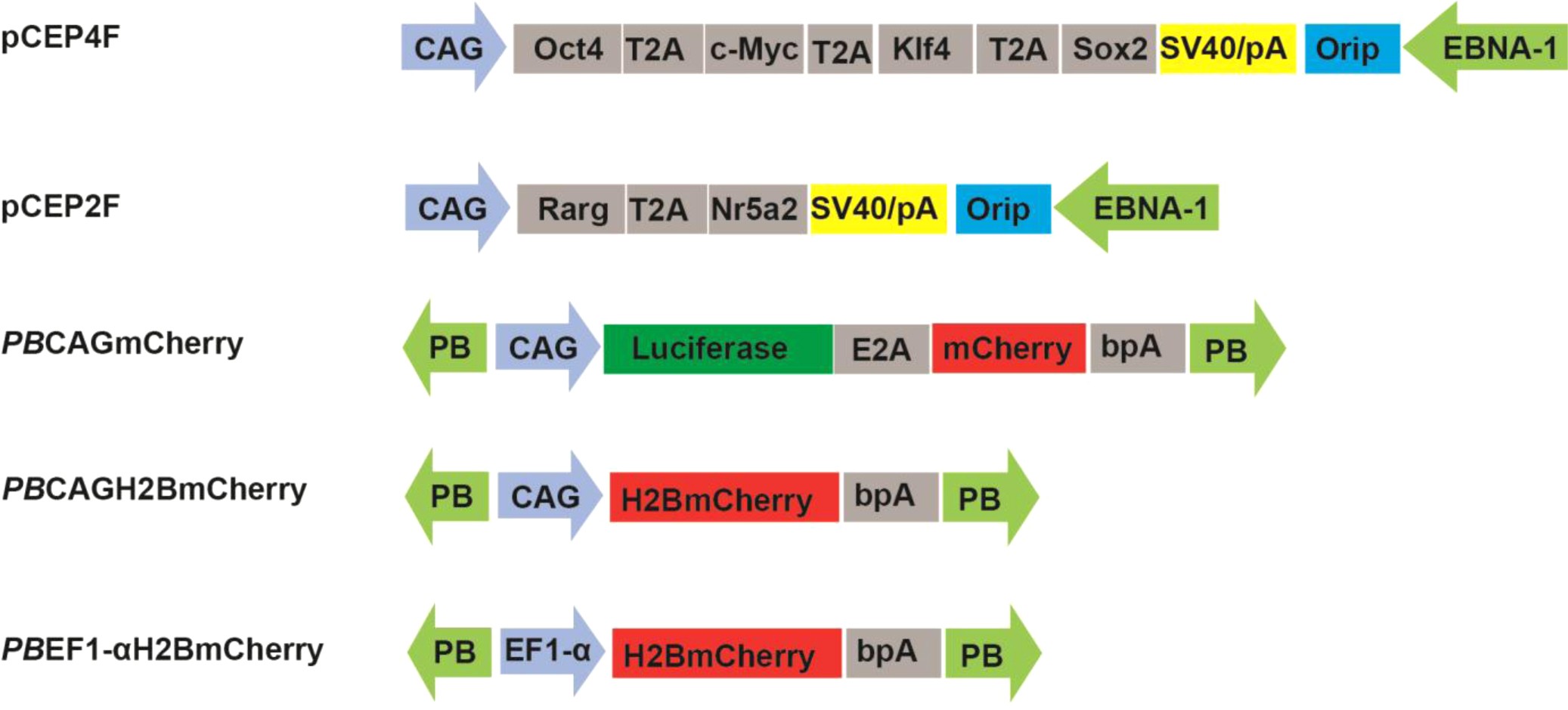 Supplementary Figure 1