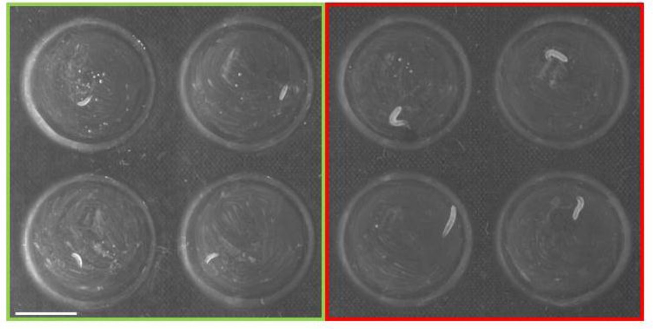 Supplementary Figure 1