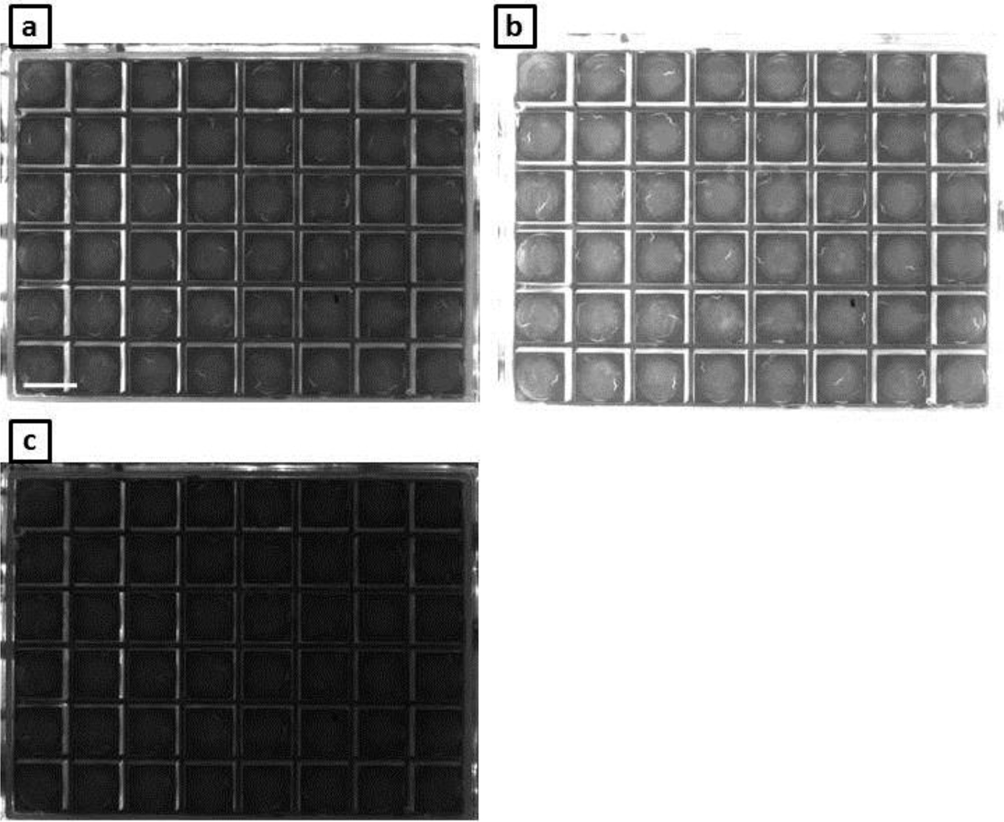 Supplementary Figure 4
