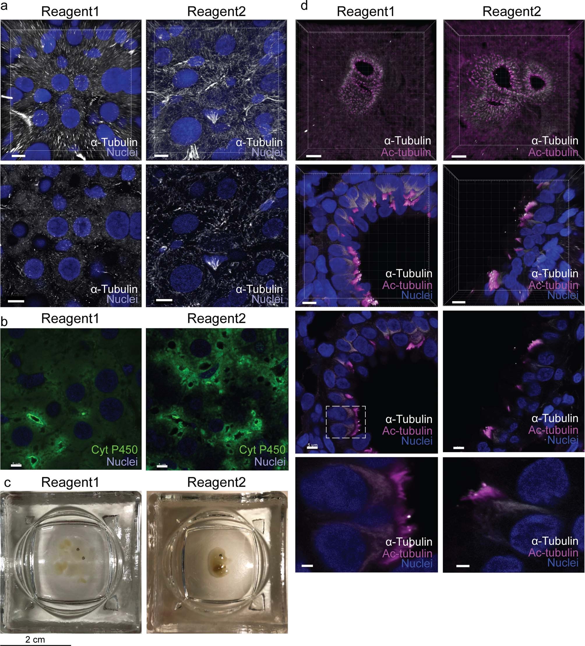Extended Data Fig. 2: FLASH reagent 2 preserves the integrity of cytoskeleton and embryos.