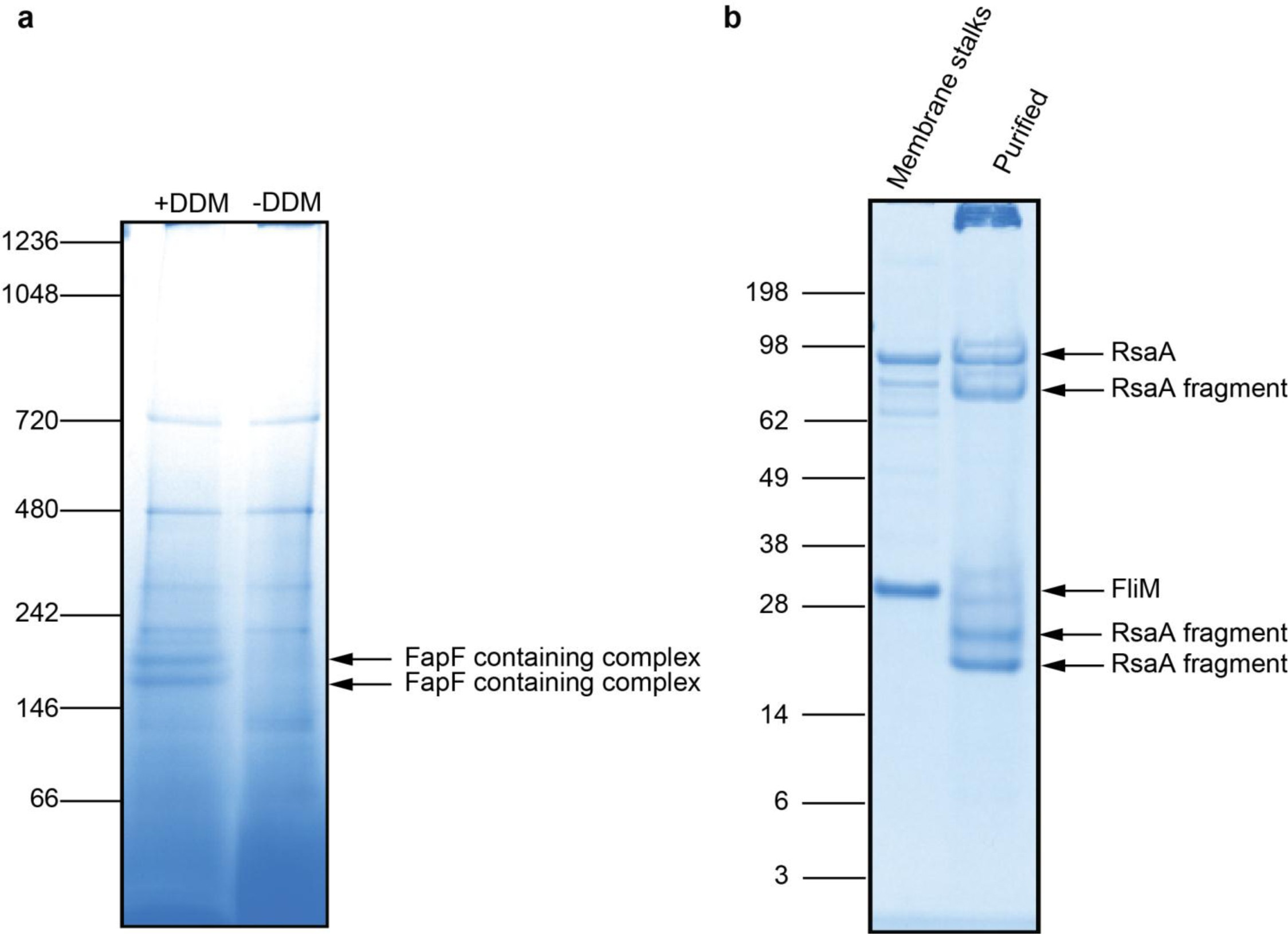 Supplementary Fig. 2: BN and SDS–PAGE of samples.