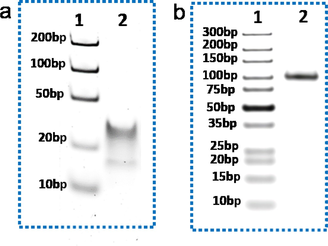 Supplementary Figure 1
