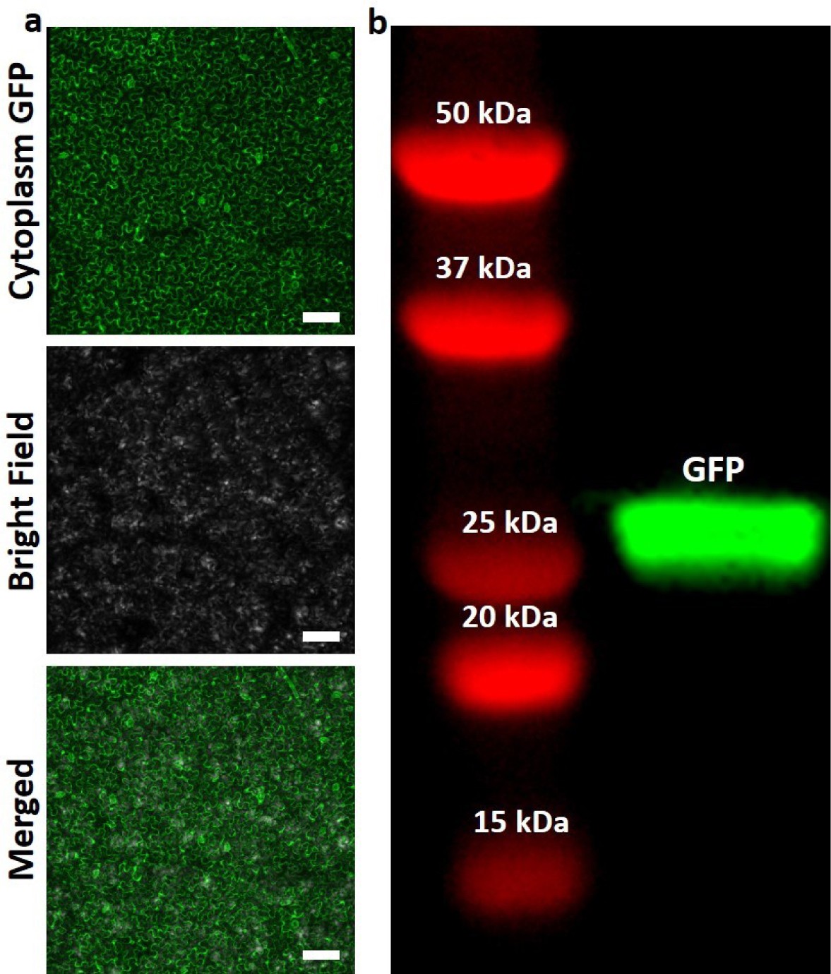 Supplementary Figure 3