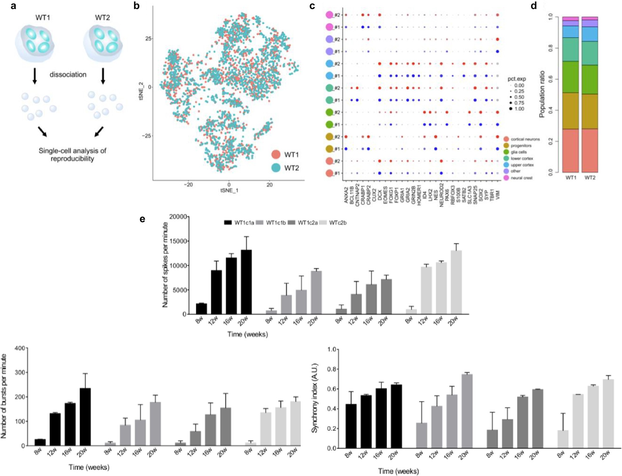 Extended Data Fig. 2: Molecular and functional reproducibility of cortical organoids.