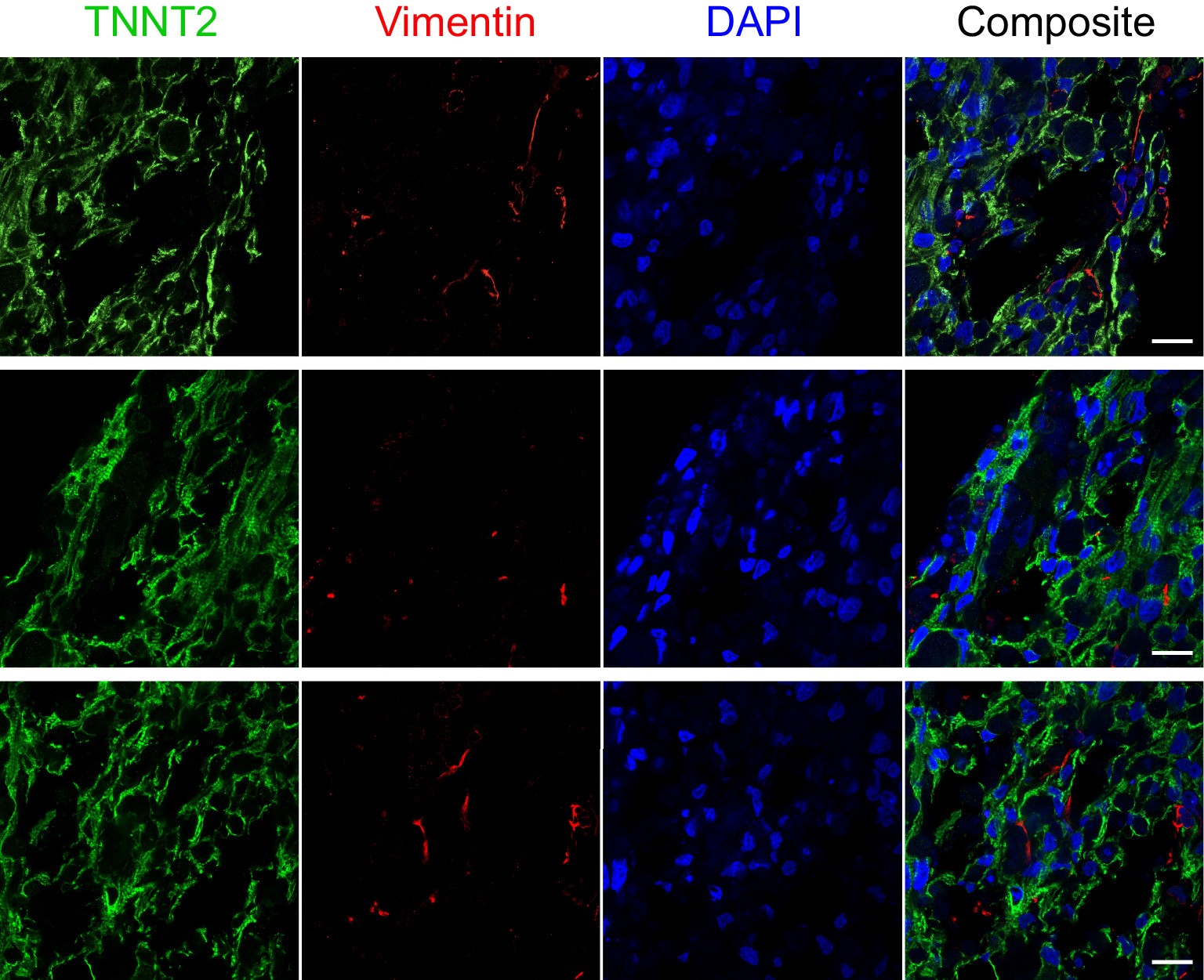 Extended Data Fig. 1: Confocal images of EHT.