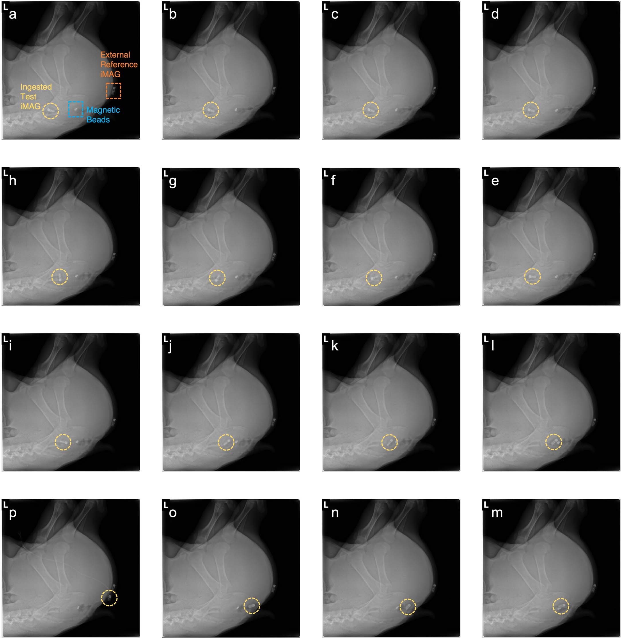 Extended Data Fig. 4: X-ray scans for magnetic label tracking.