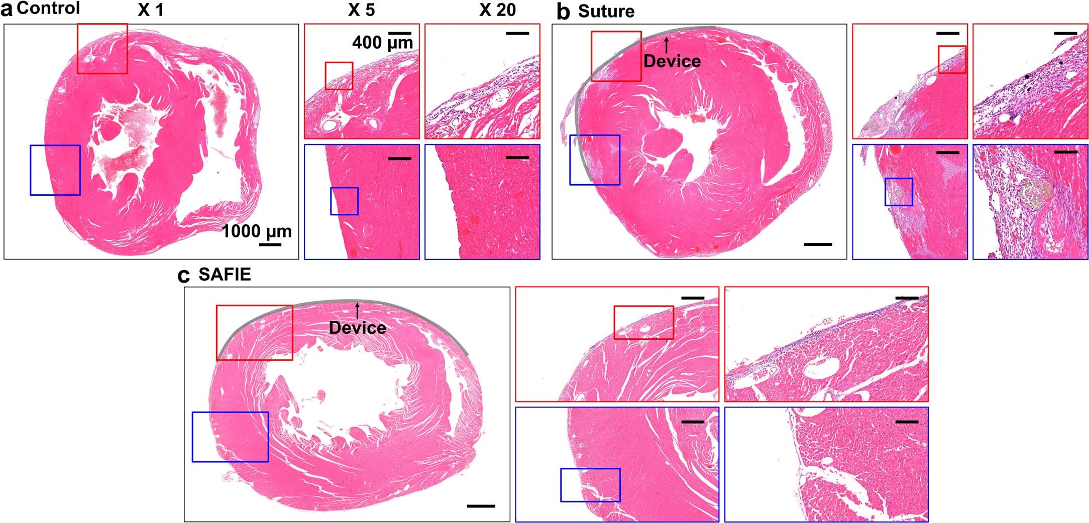 Extended Data Fig. 5: Histological analysis.