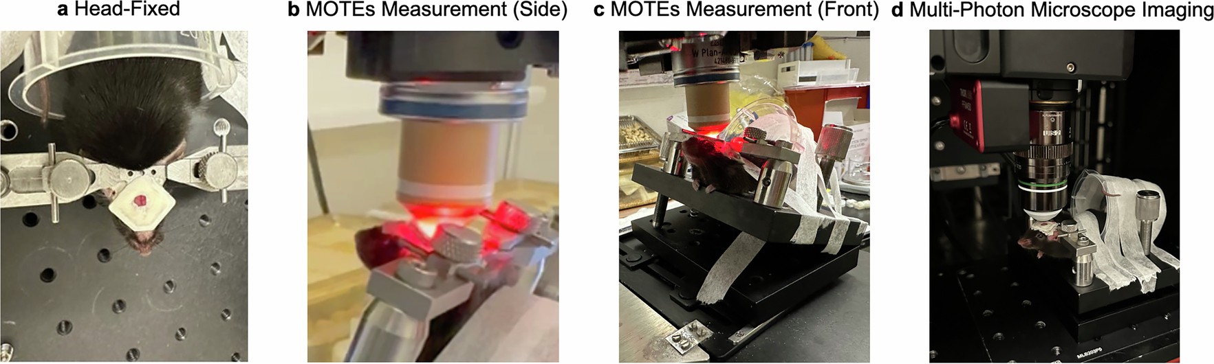 Extended Data Fig. 6: MOTE in vivo measurements in awake mice.