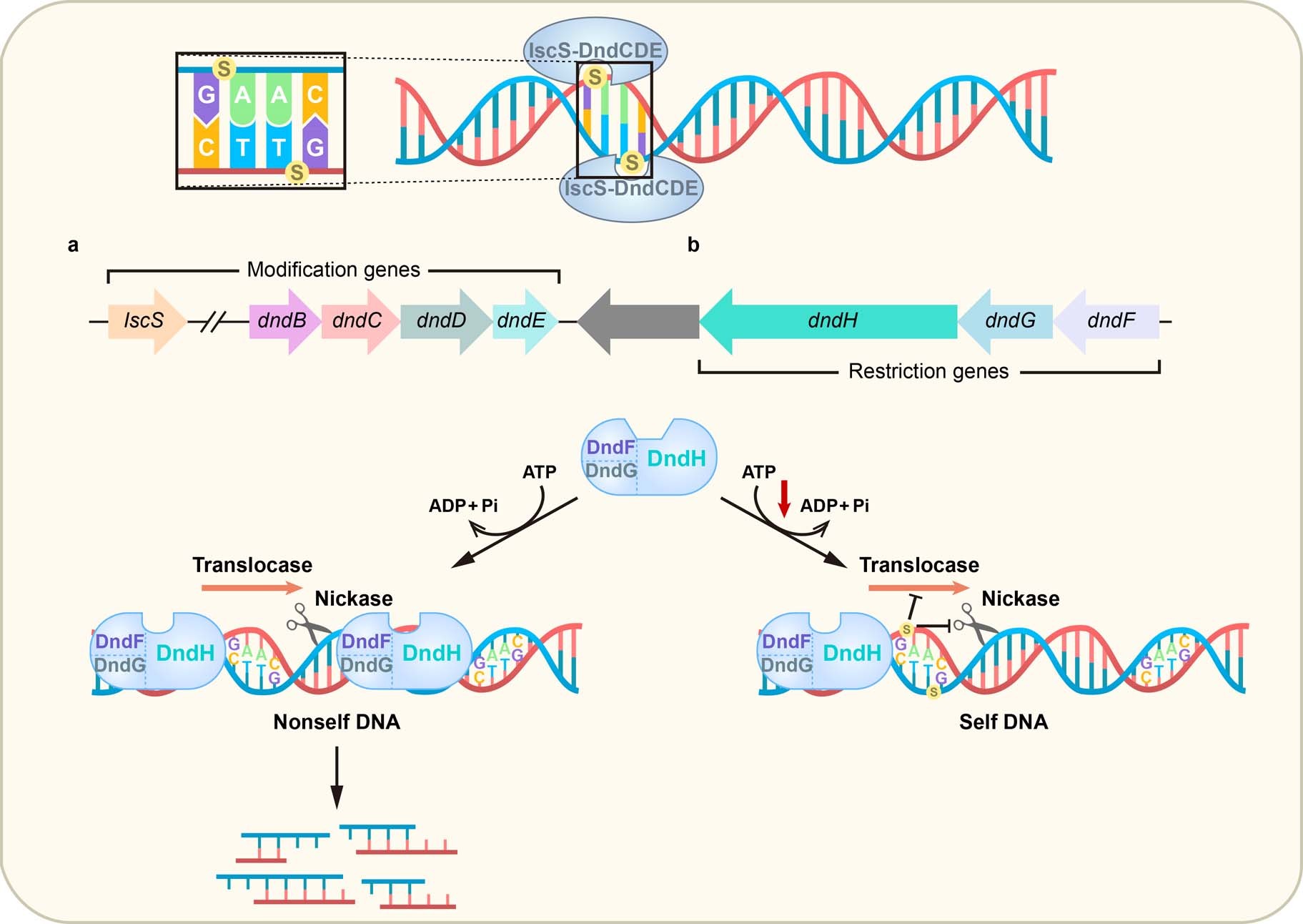 Extended Data Fig. 5: A schematic model of PT modification-modulated DndFGH defence.