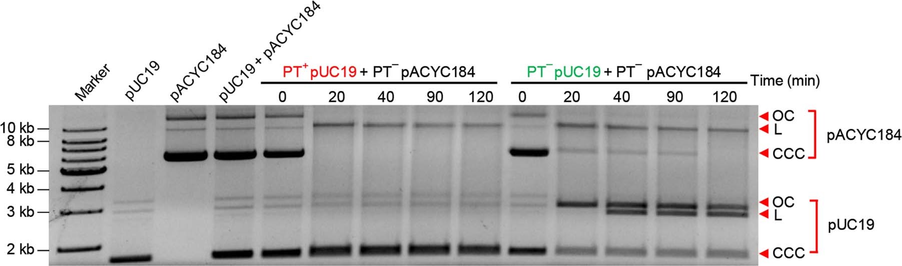 Extended Data Fig. 6: Self-vs-nonself discrimination of DndFGH in vitro.