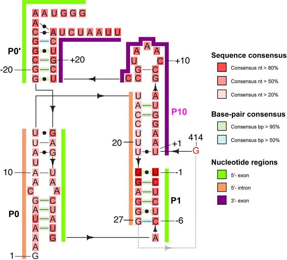 Extended Data Fig. 5: Sequence and structure conservation analyses of the Tetrahymena 5′-exon, 5′-intron and 3′-exon that forms the novel pseudoknot structure.