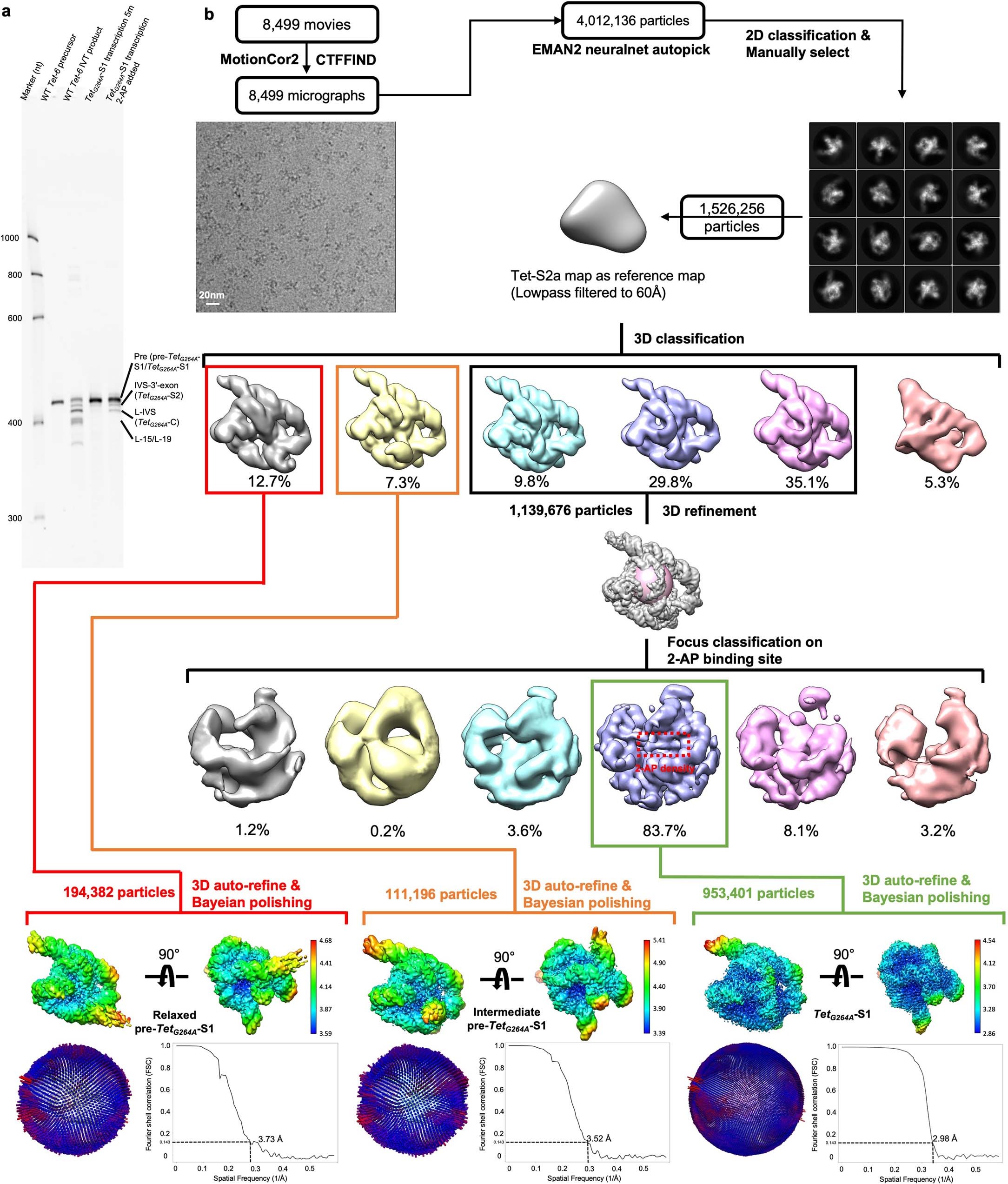 Extended Data Fig. 7: Cryo-EM workflow of Tetrahymena intron G264A mutation self-splicing from transcription, related to Fig. 2.